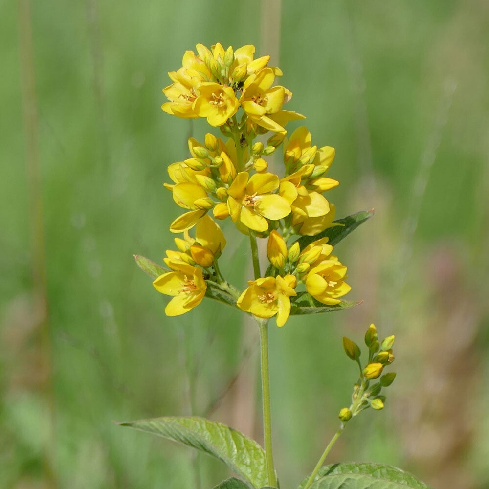 wir flattern auf heimische nachtfalter tagfalter raupen nahrungspflanzen österreich petra urbanek inge biller sabine gasparitz wirflatternauf bugs-team