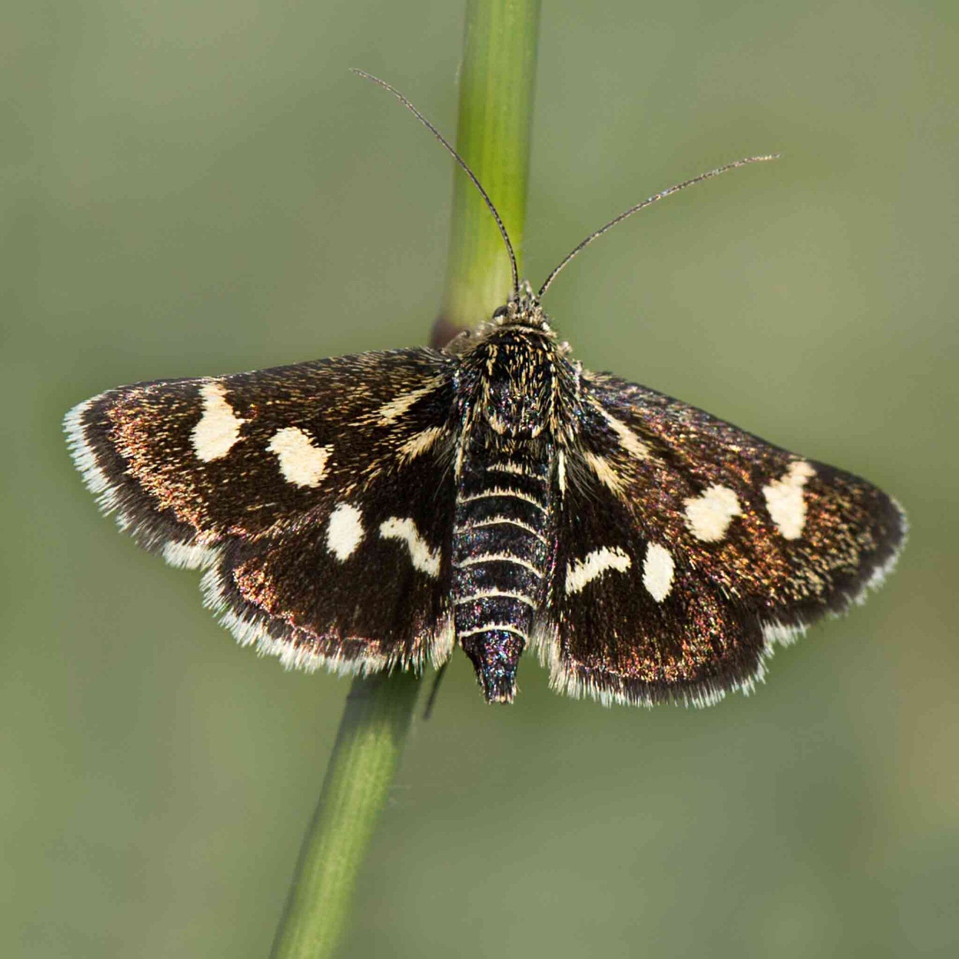 wir flattern auf heimische nachtfalter tagfalter raupen nahrungspflanzen österreich petra urbanek inge biller sabine gasparitz wirflatternauf bugs-team