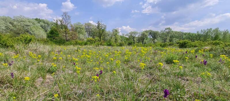 wir flattern auf heimische nachtfalter tagfalter raupen nahrungspflanzen österreich petra urbanek inge biller sabine gasparitz wirflatternauf bugs-team