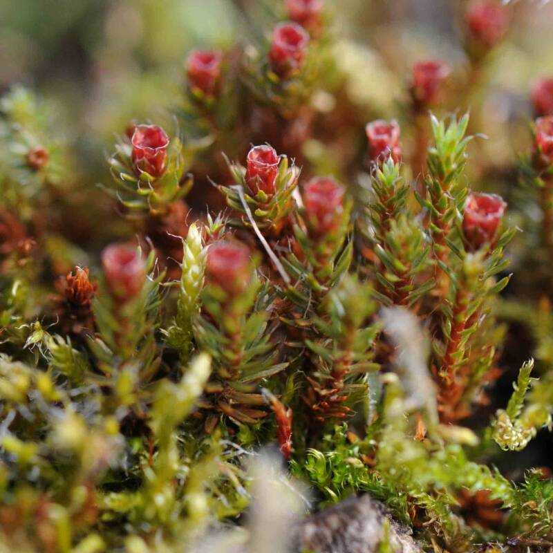 Glashaar Widertonmoos / Bayerischer Wald