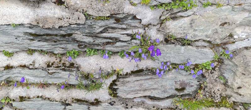 Glockenblumen / Großglockner