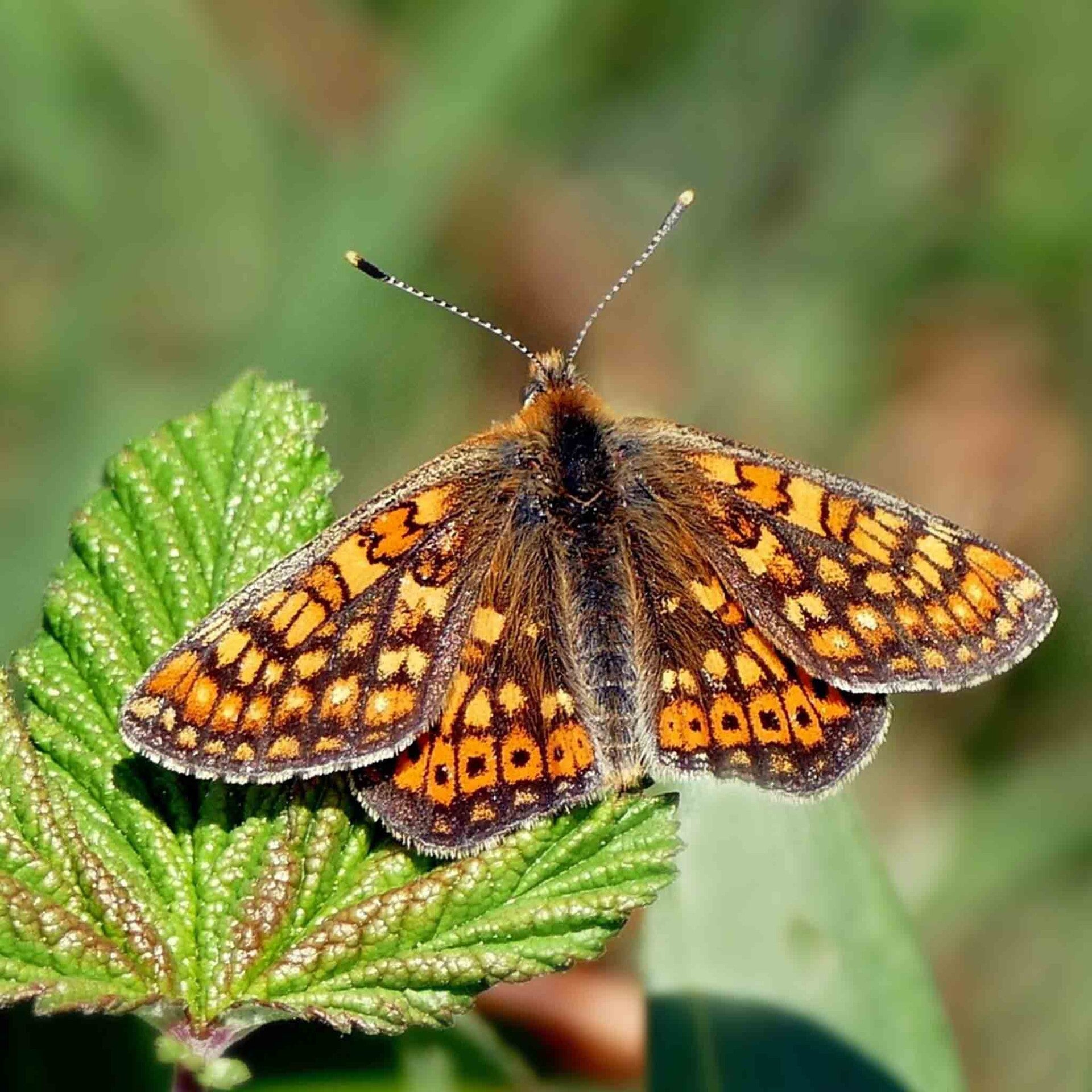 wir flattern auf heimische nachtfalter tagfalter raupen nahrungspflanzen österreich petra urbanek inge biller sabine gasparitz wirflatternauf bugs-team