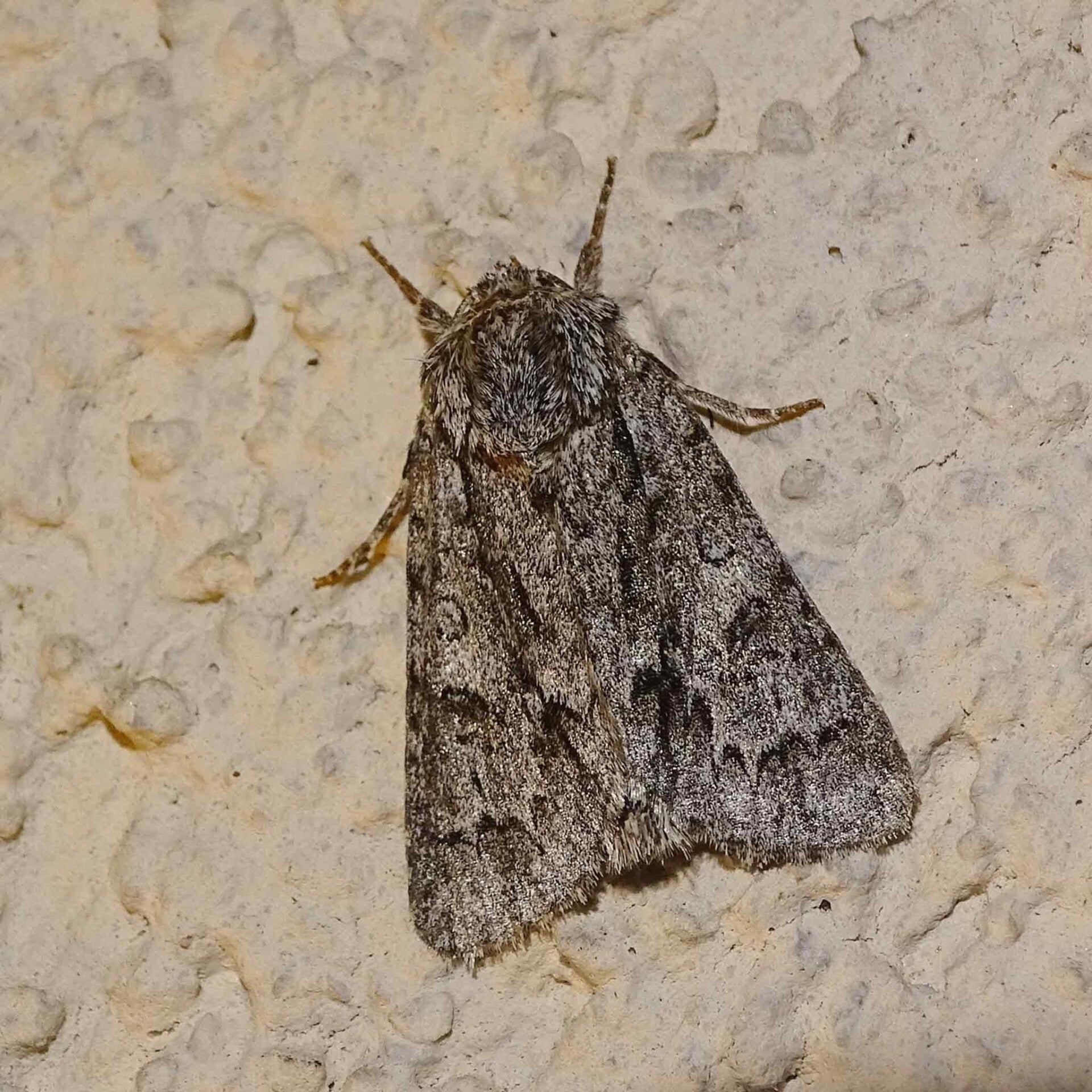 wir flattern auf heimische nachtfalter tagfalter raupen nahrungspflanzen österreich petra urbanek inge biller sabine gasparitz wirflatternauf bugs-team