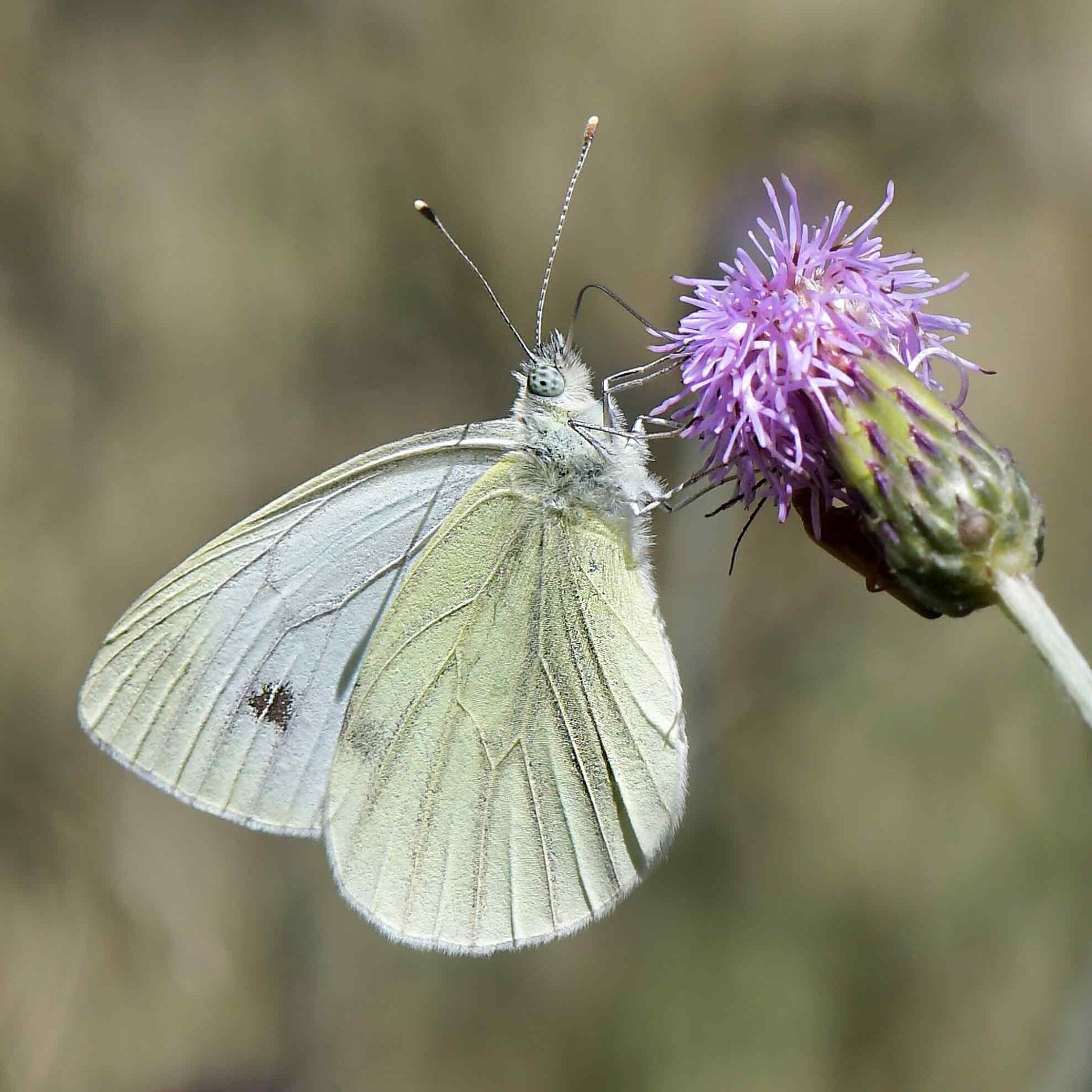 wir flattern auf heimische nachtfalter tagfalter raupen nahrungspflanzen österreich petra urbanek inge biller sabine gasparitz wirflatternauf bugs-team