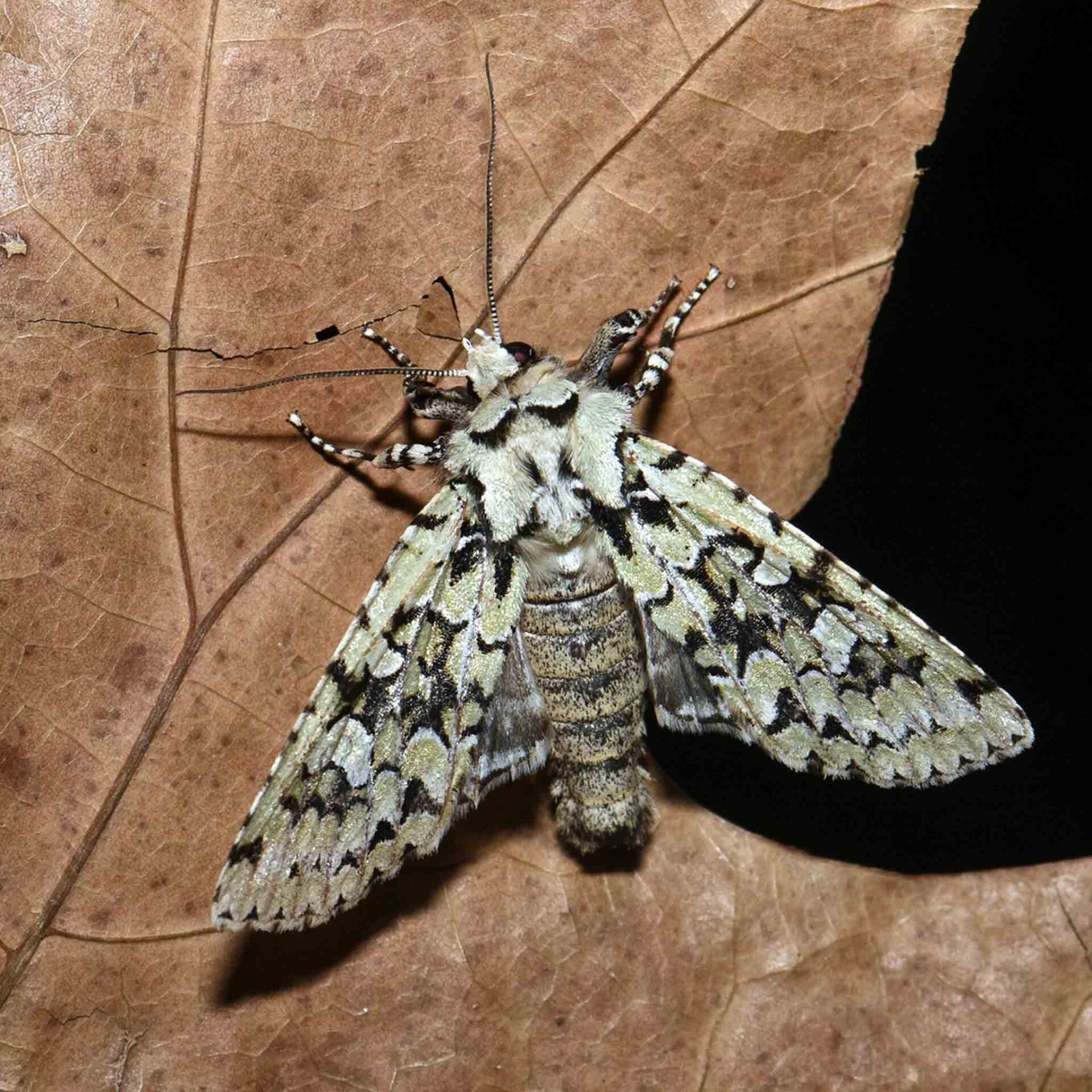 wir flattern auf heimische nachtfalter tagfalter raupen nahrungspflanzen österreich petra urbanek inge biller sabine gasparitz wirflatternauf bugs-team