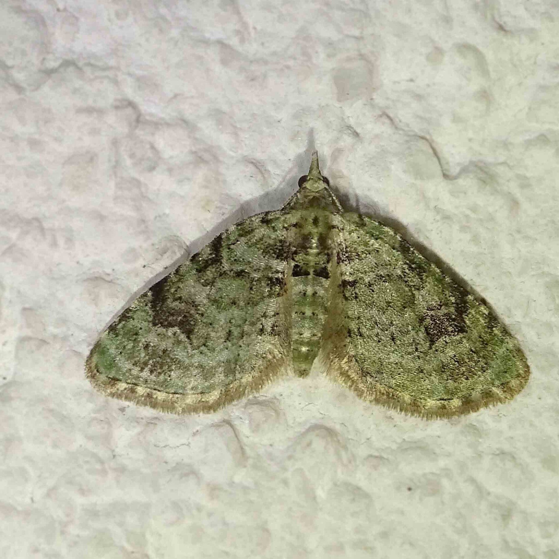 wir flattern auf heimische nachtfalter tagfalter raupen nahrungspflanzen österreich petra urbanek inge biller sabine gasparitz wirflatternauf bugs-team