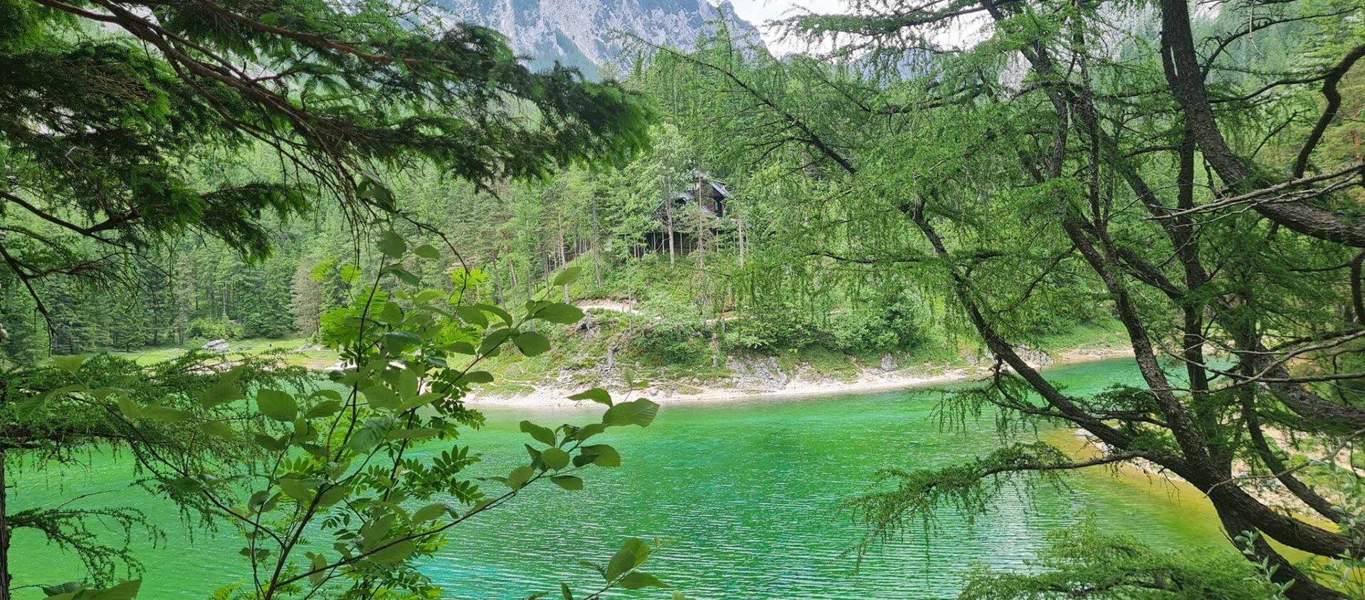 wir flattern auf heimische nachtfalter tagfalter raupen nahrungspflanzen österreich petra urbanek inge biller sabine gasparitz wirflatternauf bugs-team