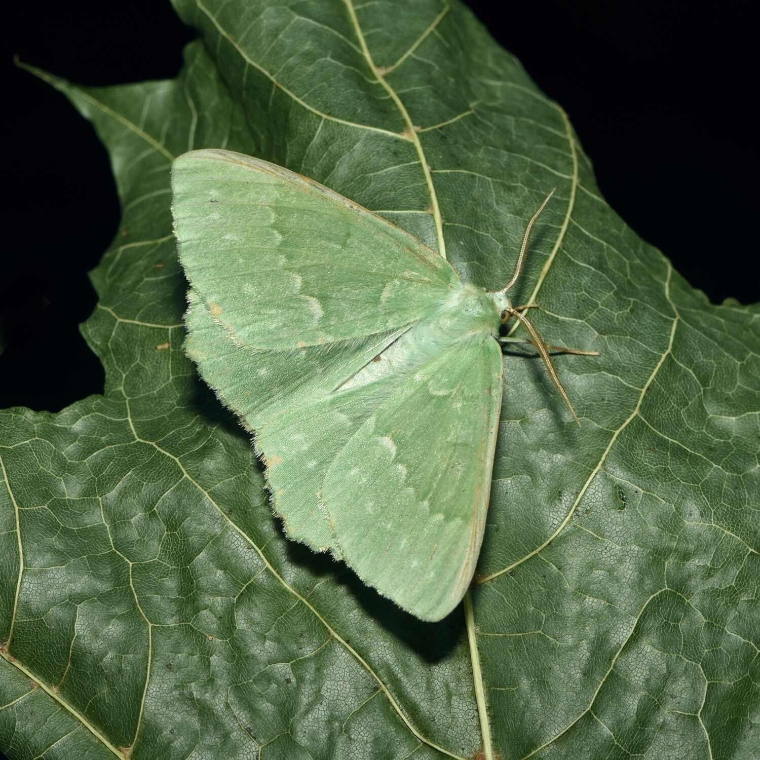 wir flattern auf heimische nachtfalter tagfalter raupen nahrungspflanzen österreich petra urbanek inge biller sabine gasparitz wirflatternauf bugs-team
