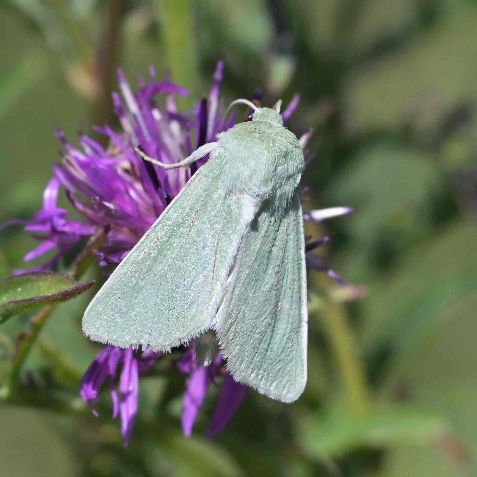 wir flattern auf heimische nachtfalter tagfalter raupen nahrungspflanzen österreich petra urbanek inge biller sabine gasparitz wirflatternauf bugs-team