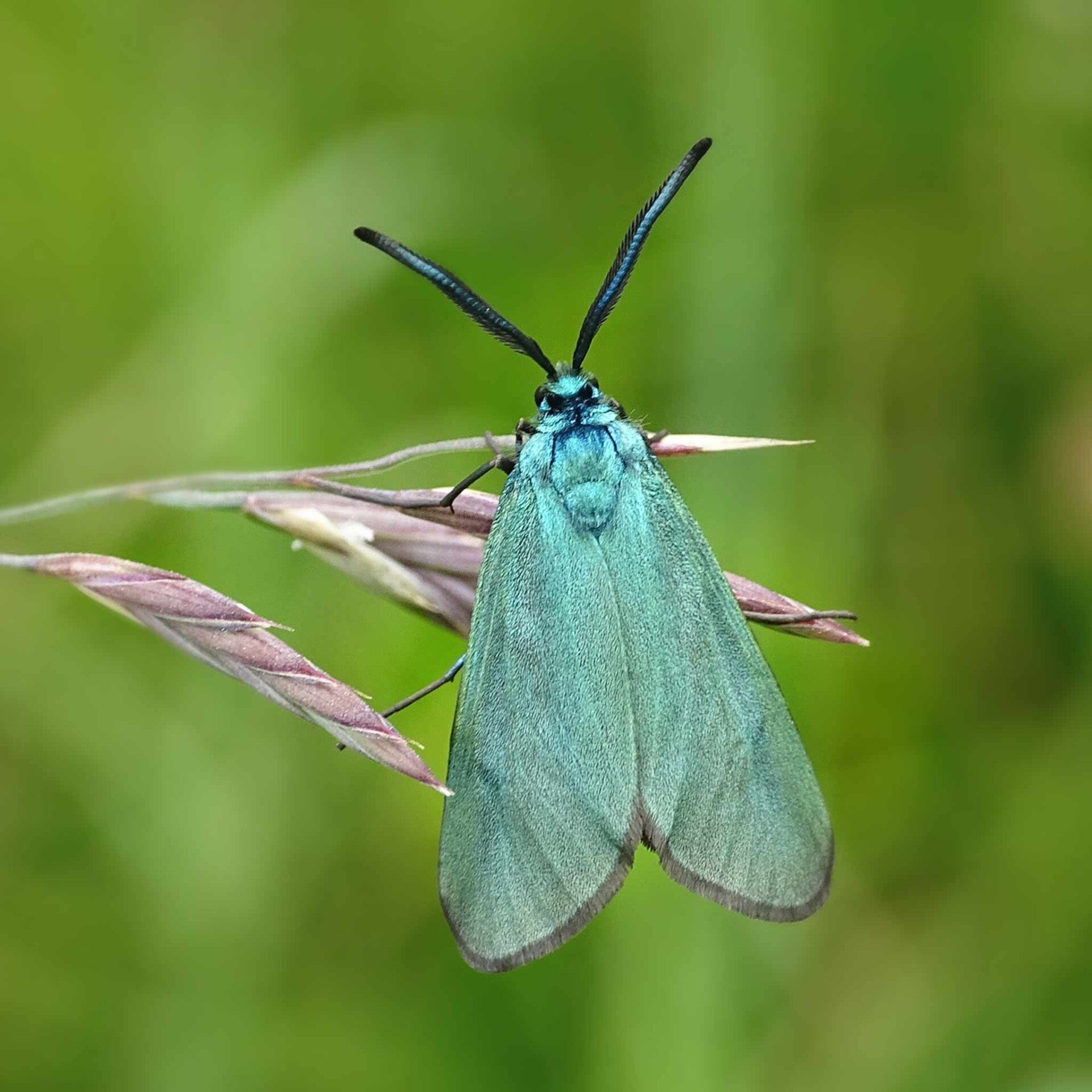 Widderchen Zygaenidae wir flattern auf heimische nachtfalter tagfalter raupen nahrungspflanzen österreich petra urbanek inge biller sabine gasparitz wirflatternauf bugs-team