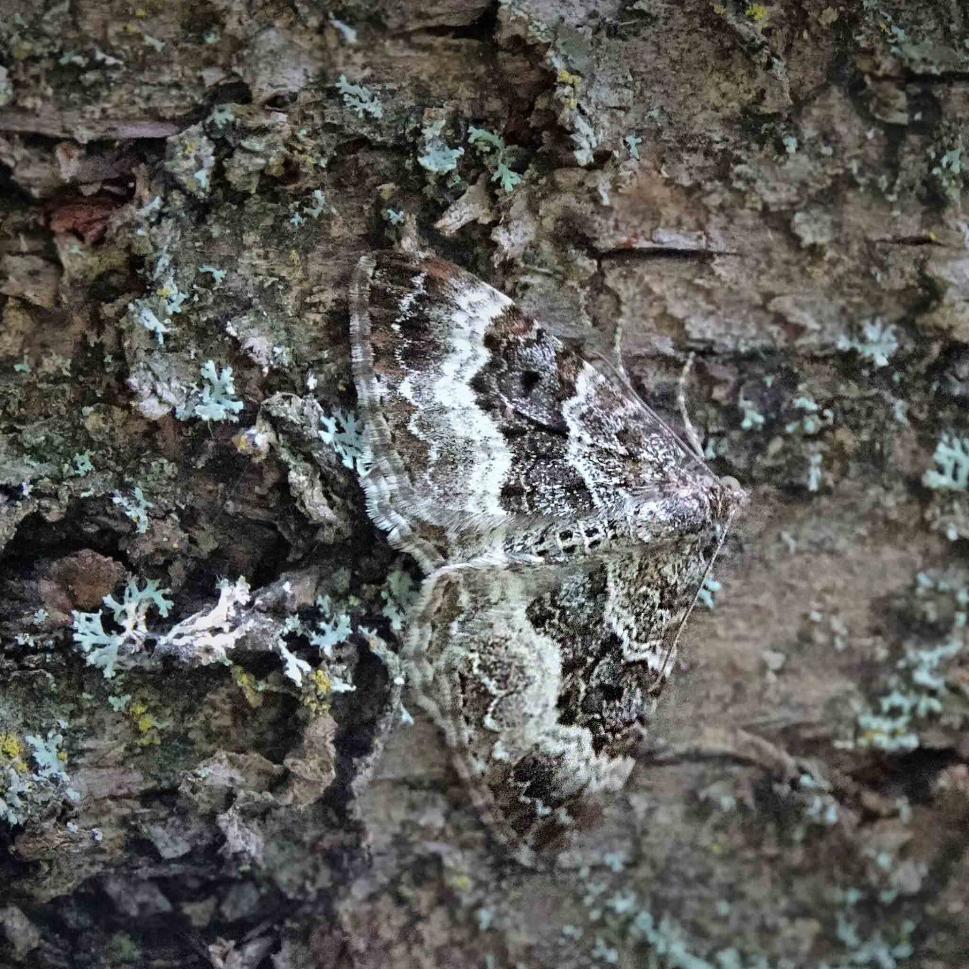 wir flattern auf heimische nachtfalter tagfalter raupen nahrungspflanzen österreich petra urbanek inge biller sabine gasparitz wirflatternauf bugs-team