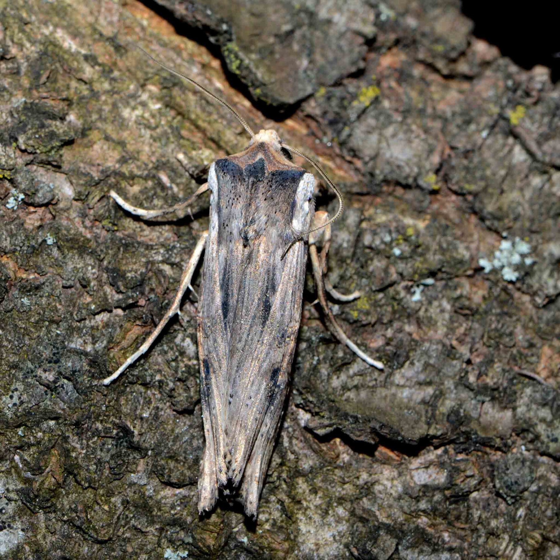 wir flattern auf heimische nachtfalter tagfalter raupen nahrungspflanzen österreich petra urbanek inge biller sabine gasparitz wirflatternauf bugs-team