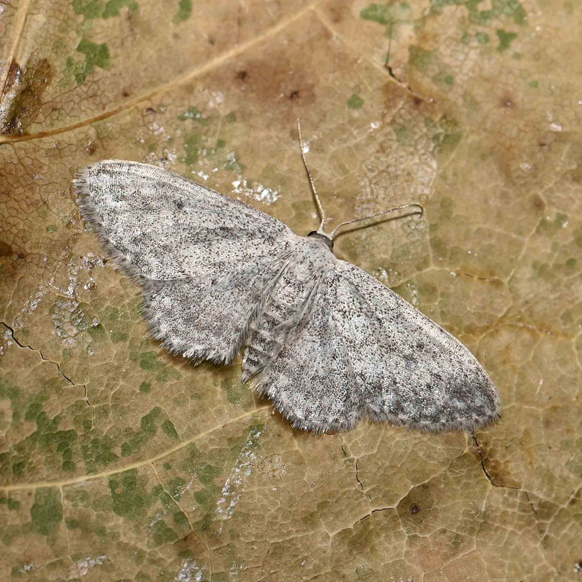 wir flattern auf heimische nachtfalter tagfalter raupen nahrungspflanzen österreich petra urbanek inge biller sabine gasparitz wirflatternauf bugs-team