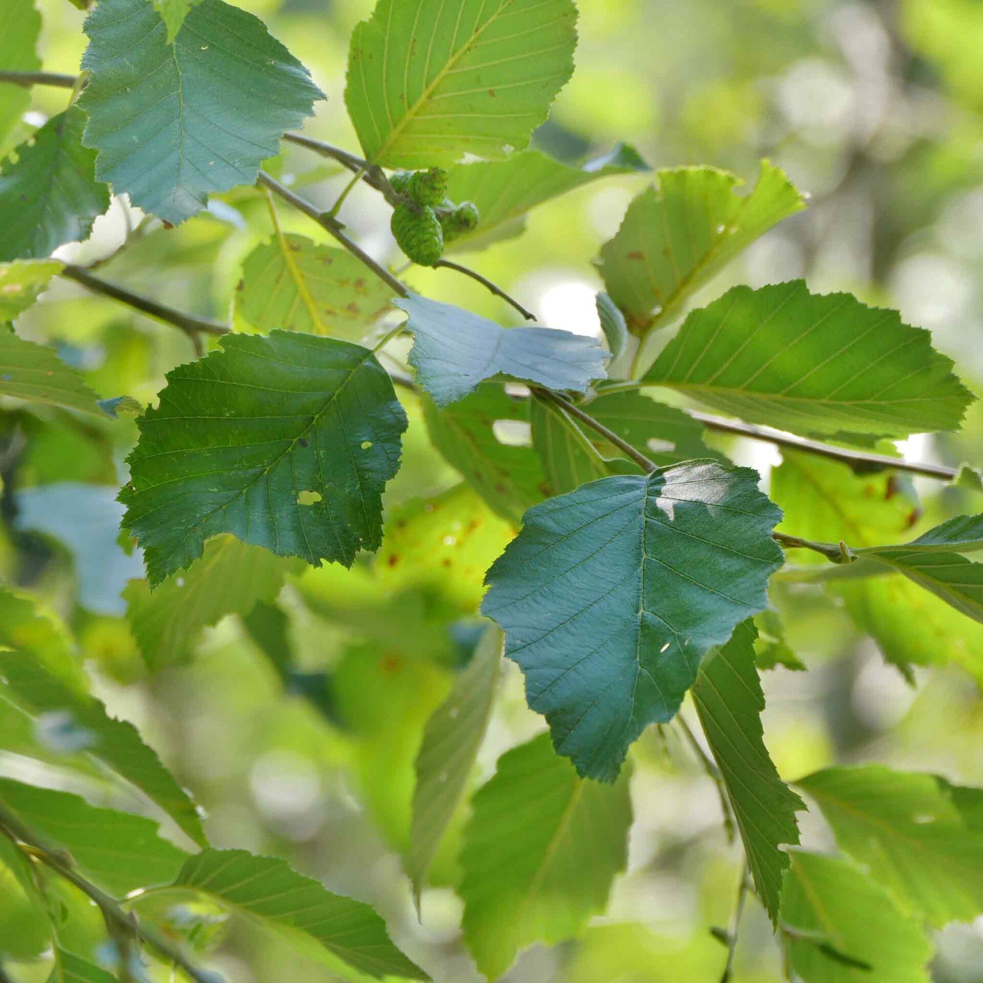 wir flattern auf heimische nachtfalter tagfalter raupen nahrungspflanzen österreich petra urbanek inge biller sabine gasparitz wirflatternauf bugs-team