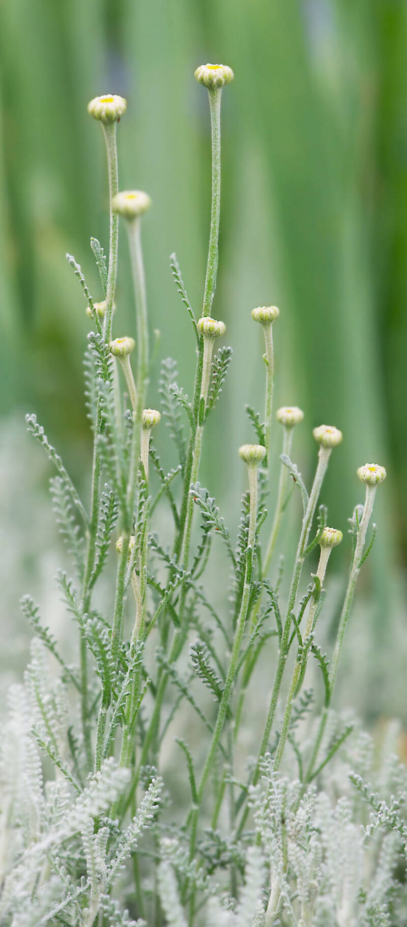 graues-heiligenkraut_o5-standard.jpg