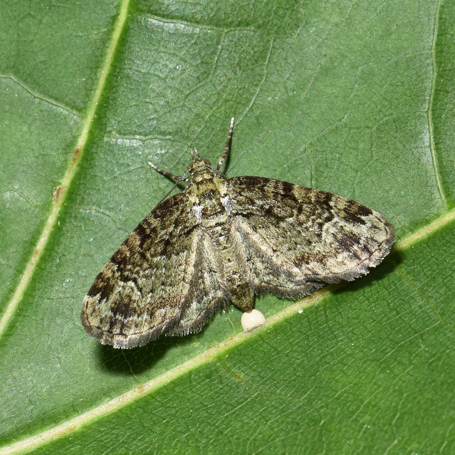 wir flattern auf heimische nachtfalter tagfalter raupen nahrungspflanzen österreich petra urbanek inge biller sabine gasparitz wirflatternauf bugs-team