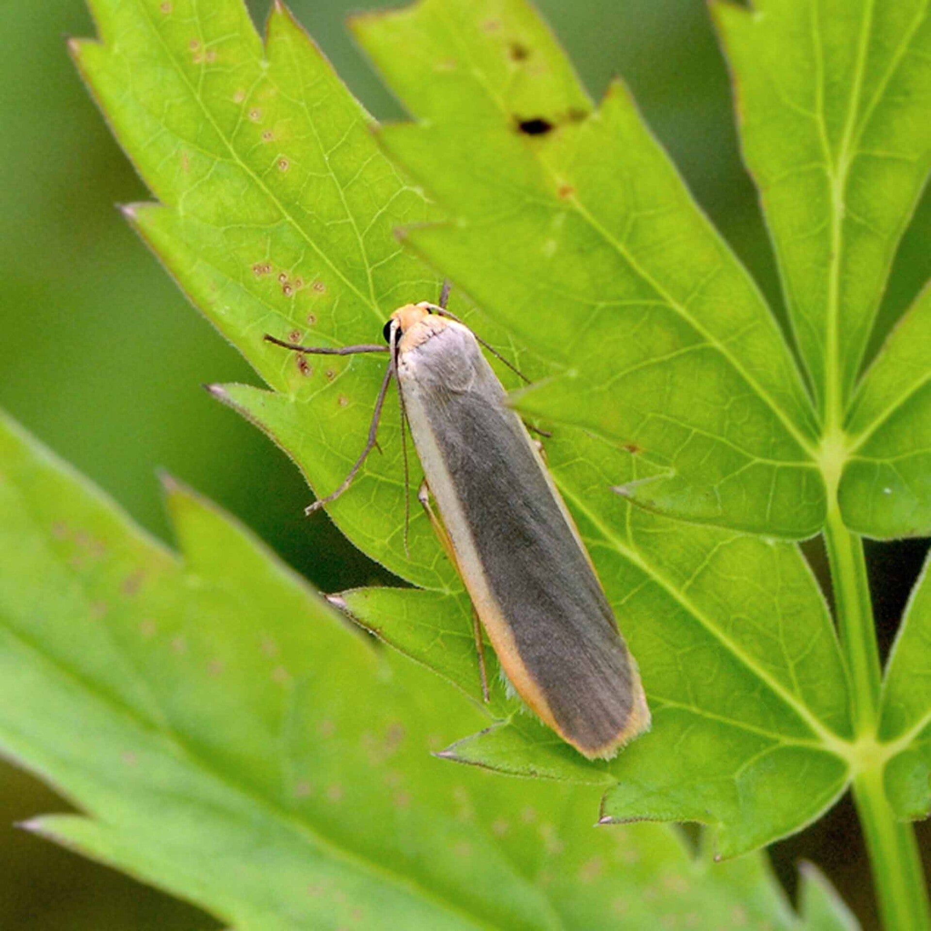 wir flattern auf heimische nachtfalter tagfalter raupen nahrungspflanzen österreich petra urbanek inge biller sabine gasparitz wirflatternauf bugs-team