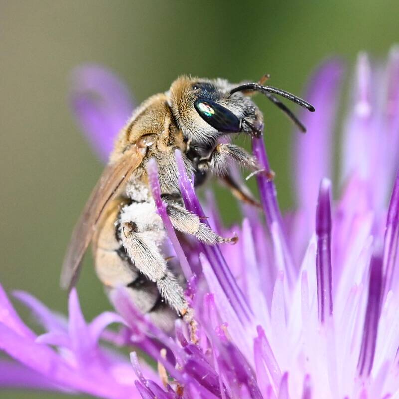 Große Filzfurchenbiene