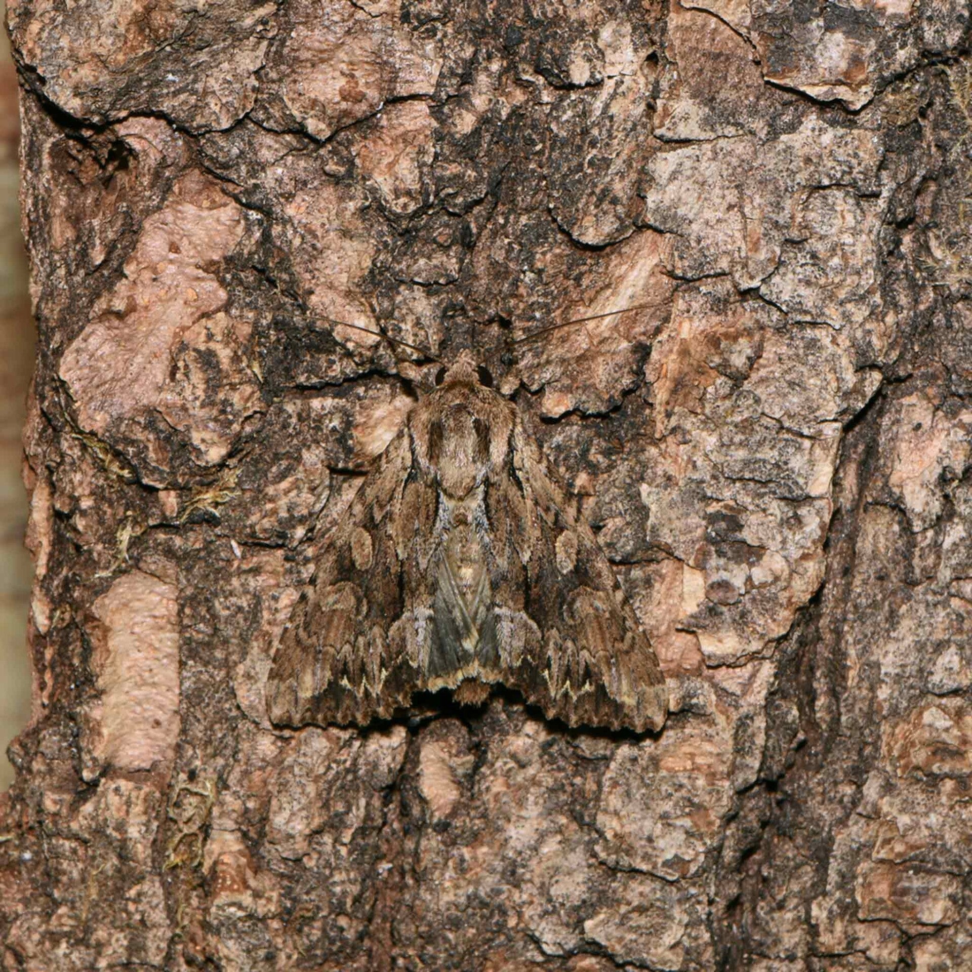 wir flattern auf heimische nachtfalter tagfalter raupen nahrungspflanzen österreich petra urbanek inge biller sabine gasparitz wirflatternauf bugs-team