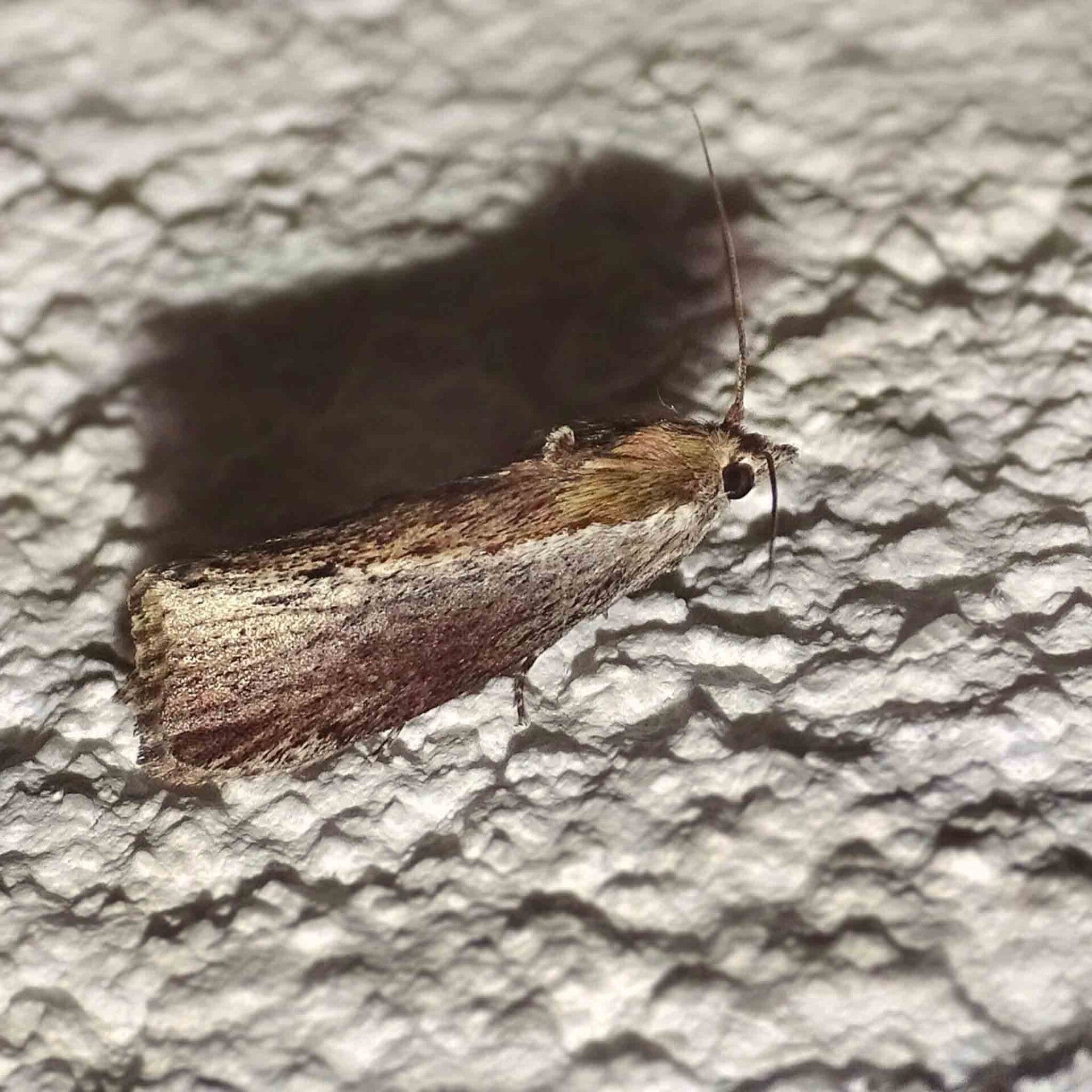 wir flattern auf heimische nachtfalter tagfalter raupen nahrungspflanzen österreich petra urbanek inge biller sabine gasparitz wirflatternauf bugs-team