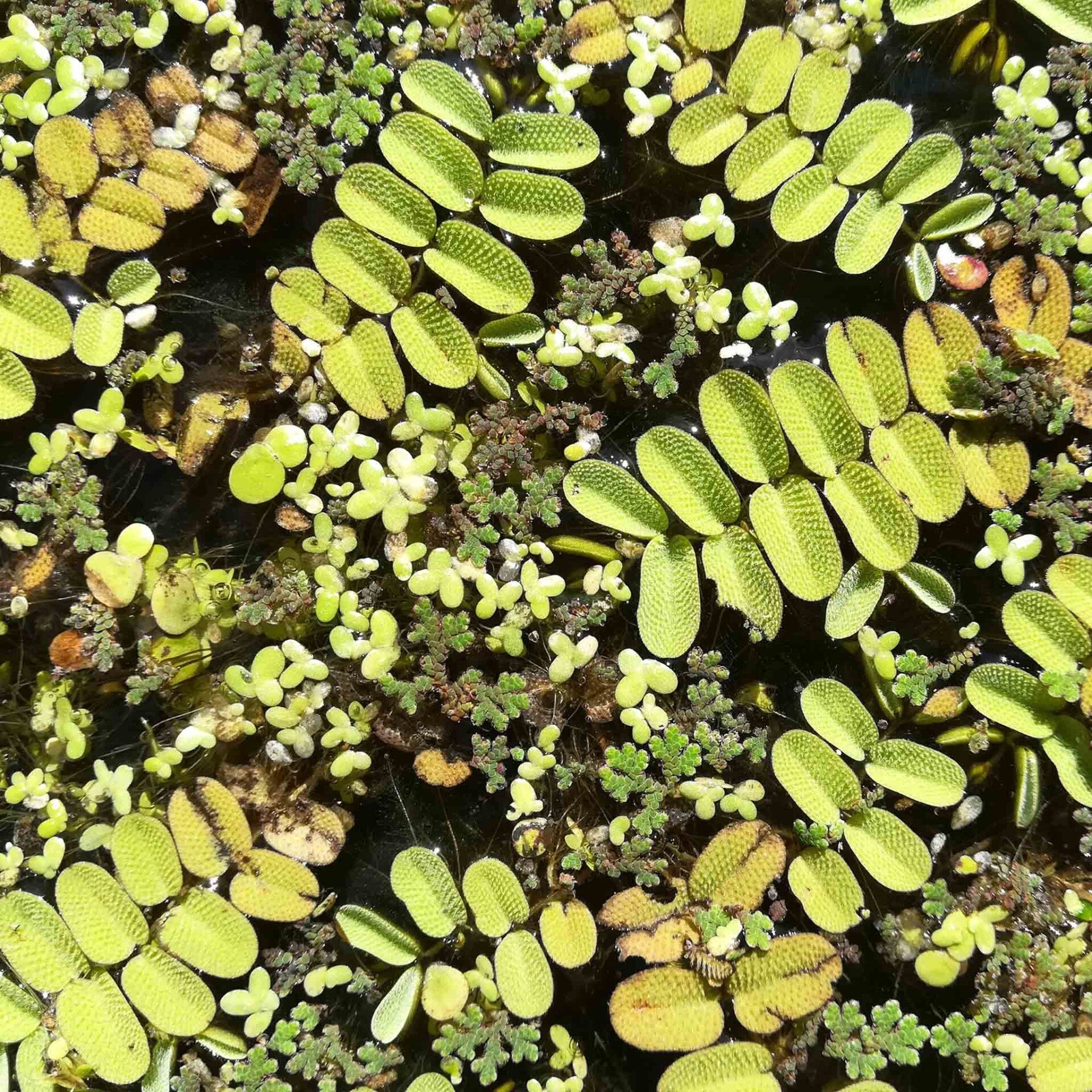 wir flattern auf heimische nachtfalter tagfalter raupen nahrungspflanzen österreich petra urbanek inge biller sabine gasparitz wirflatternauf bugs-team