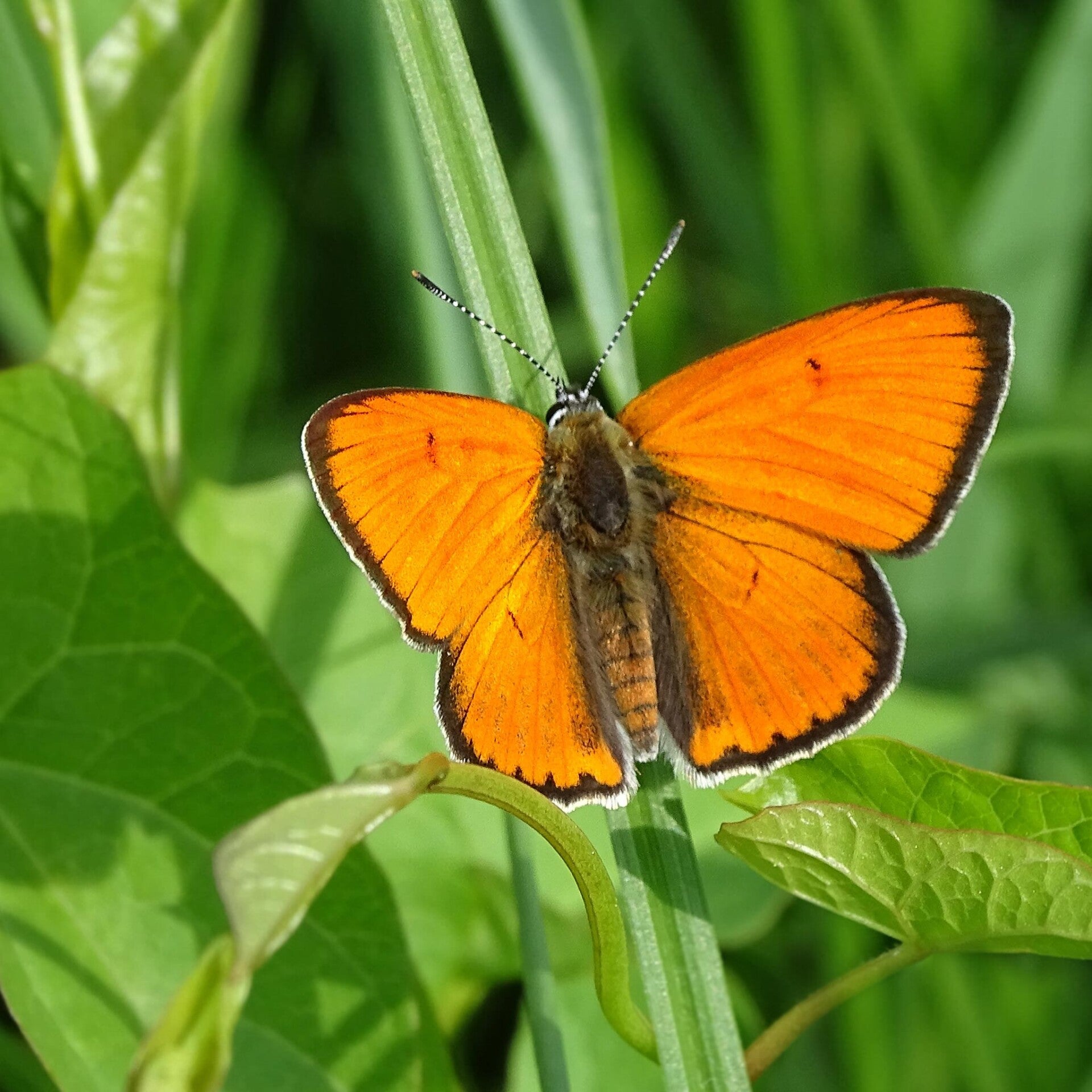 Großer Feuerfalter Lycaena dispar wir flattern auf heimische nachtfalter tagfalter raupen nahrungspflanzen österreich petra urbanek inge biller sabine gasparitz wirflatternauf bugs-team