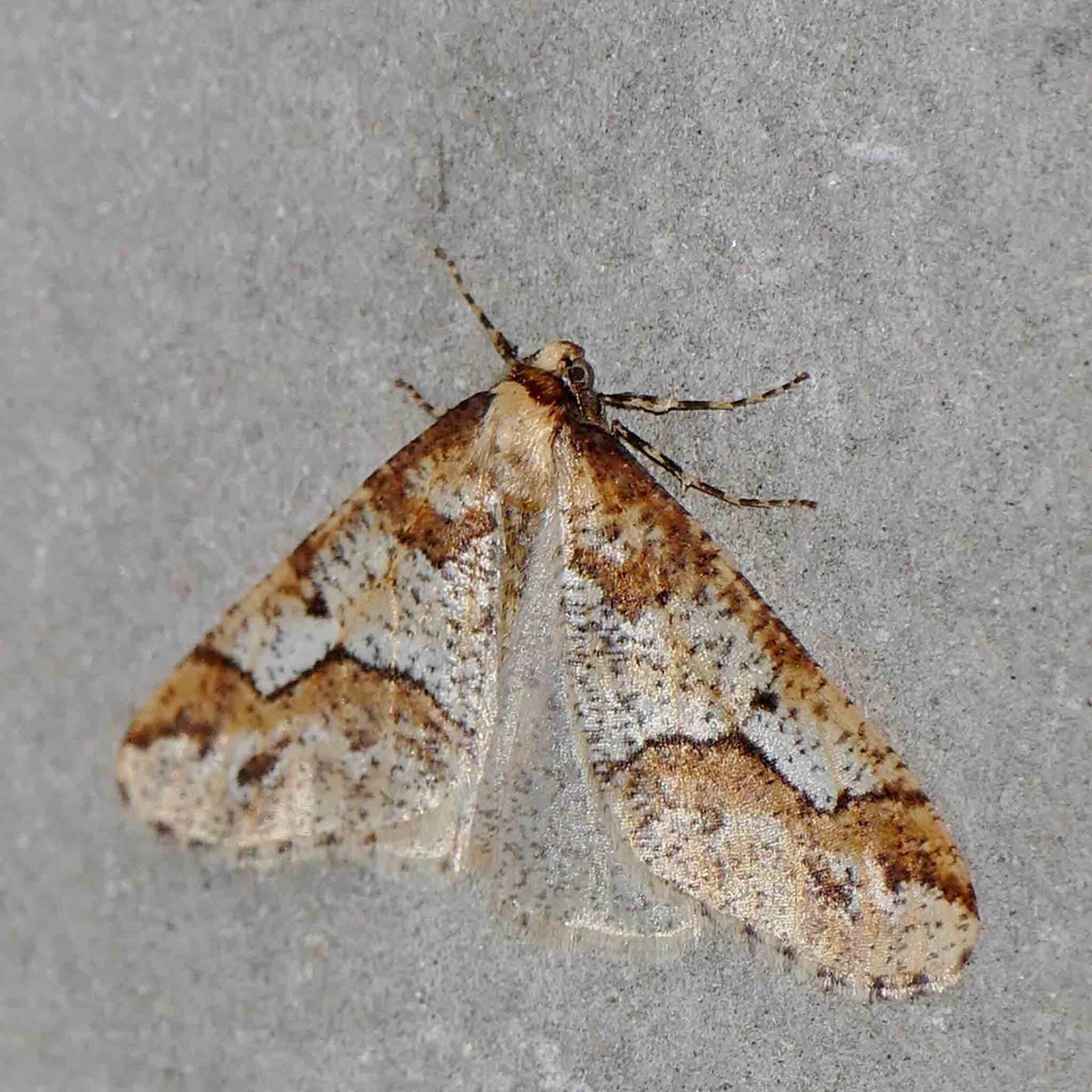 wir flattern auf heimische nachtfalter tagfalter raupen nahrungspflanzen österreich petra urbanek inge biller sabine gasparitz wirflatternauf bugs-team