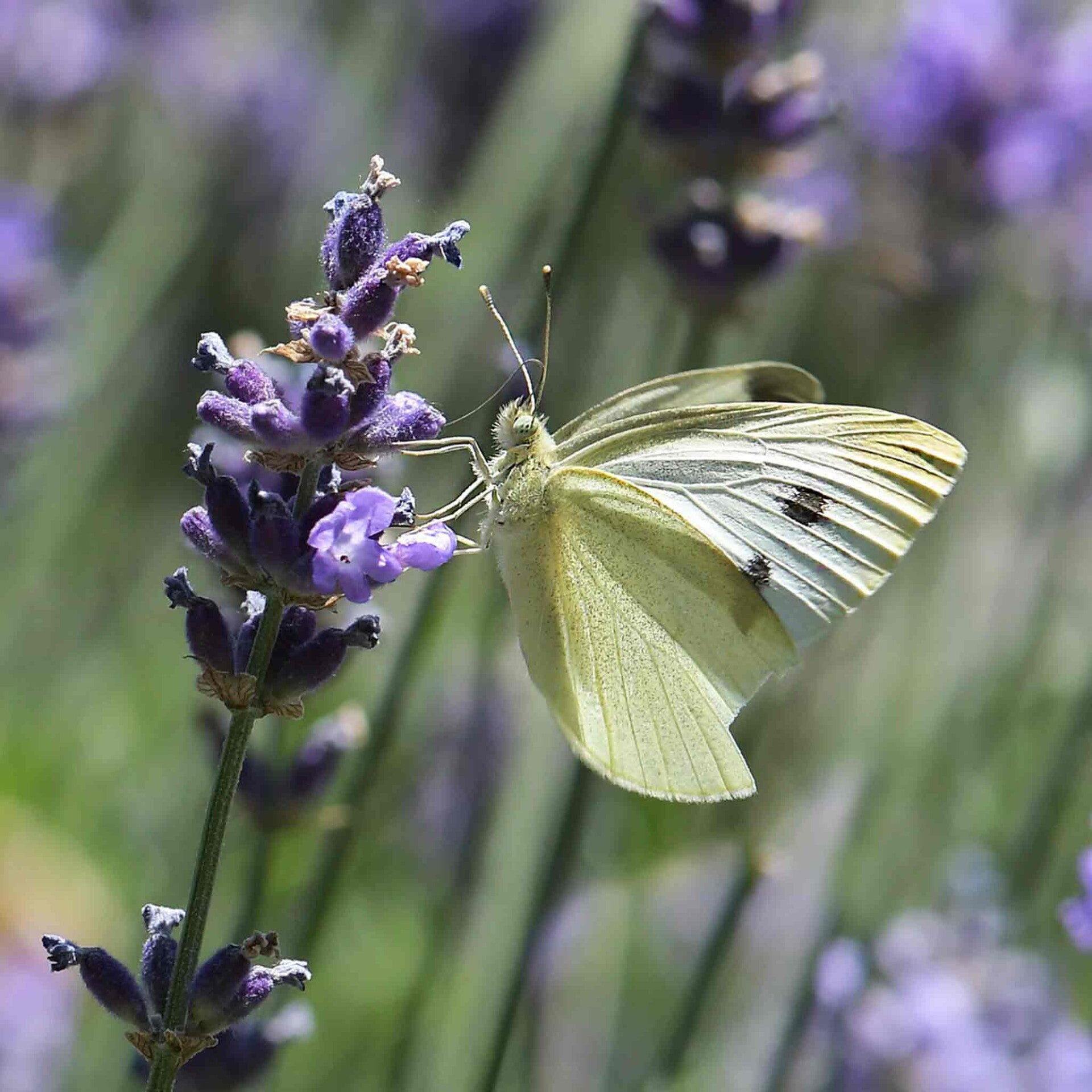 wir flattern auf heimische nachtfalter tagfalter raupen nahrungspflanzen österreich petra urbanek inge biller sabine gasparitz wirflatternauf bugs-team