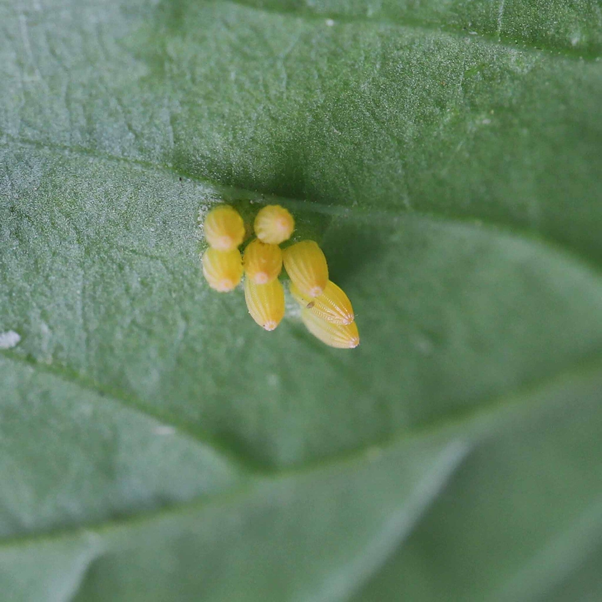 Pieris brassicae Großer Kohlweißling