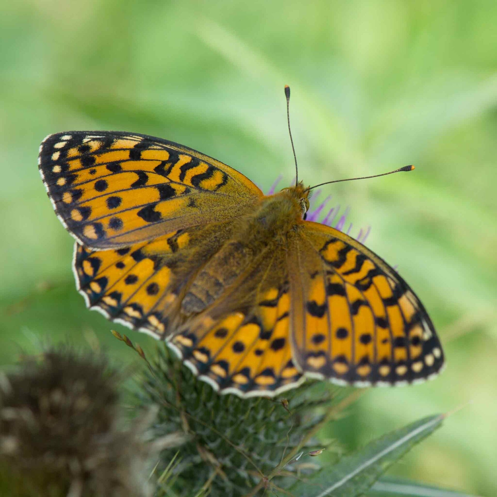 wir flattern auf heimische nachtfalter tagfalter raupen nahrungspflanzen österreich petra urbanek inge biller sabine gasparitz wirflatternauf bugs-team