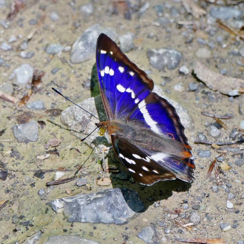 Großer Schillerfalter