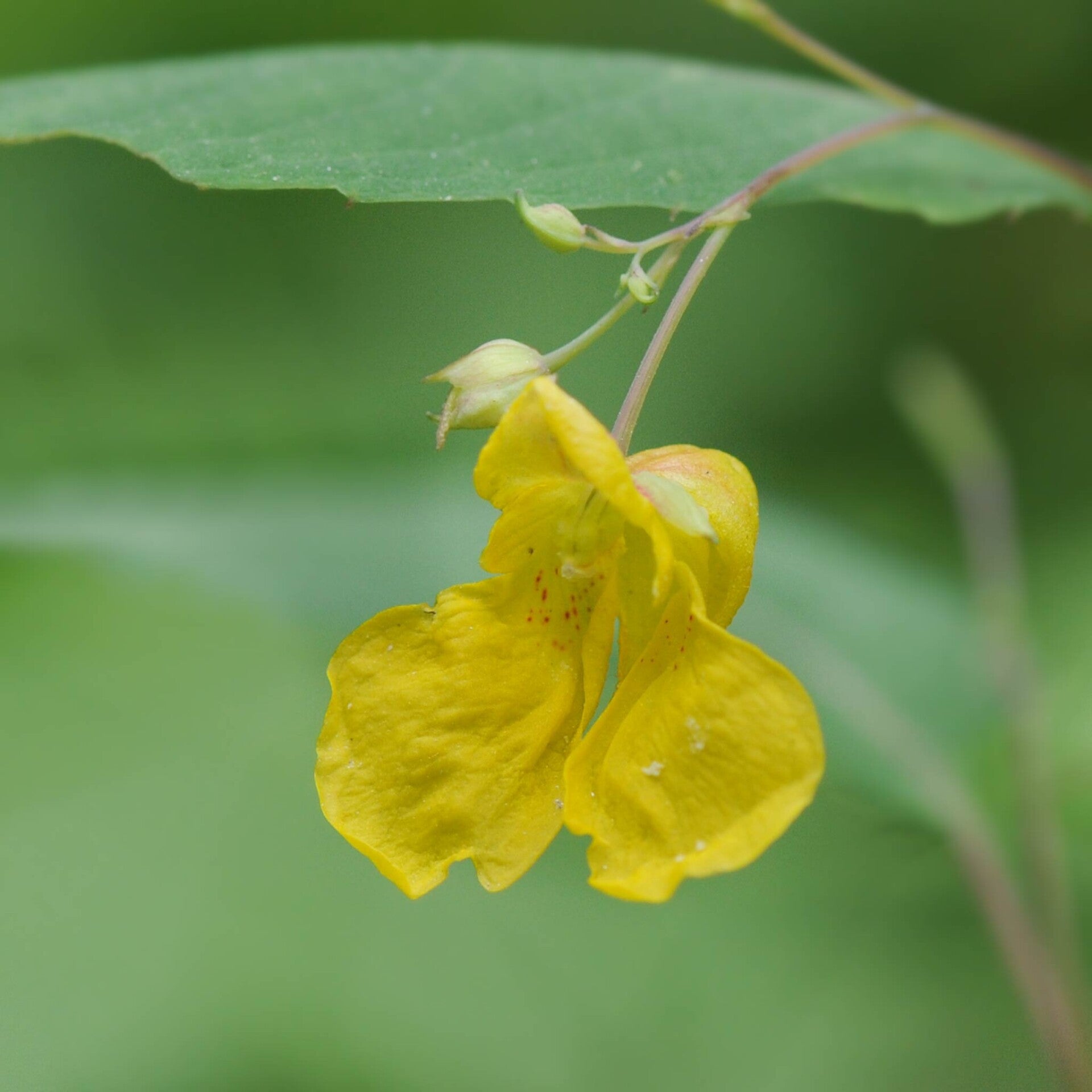 wir flattern auf heimische nachtfalter tagfalter raupen nahrungspflanzen österreich petra urbanek inge biller sabine gasparitz wirflatternauf bugs-team