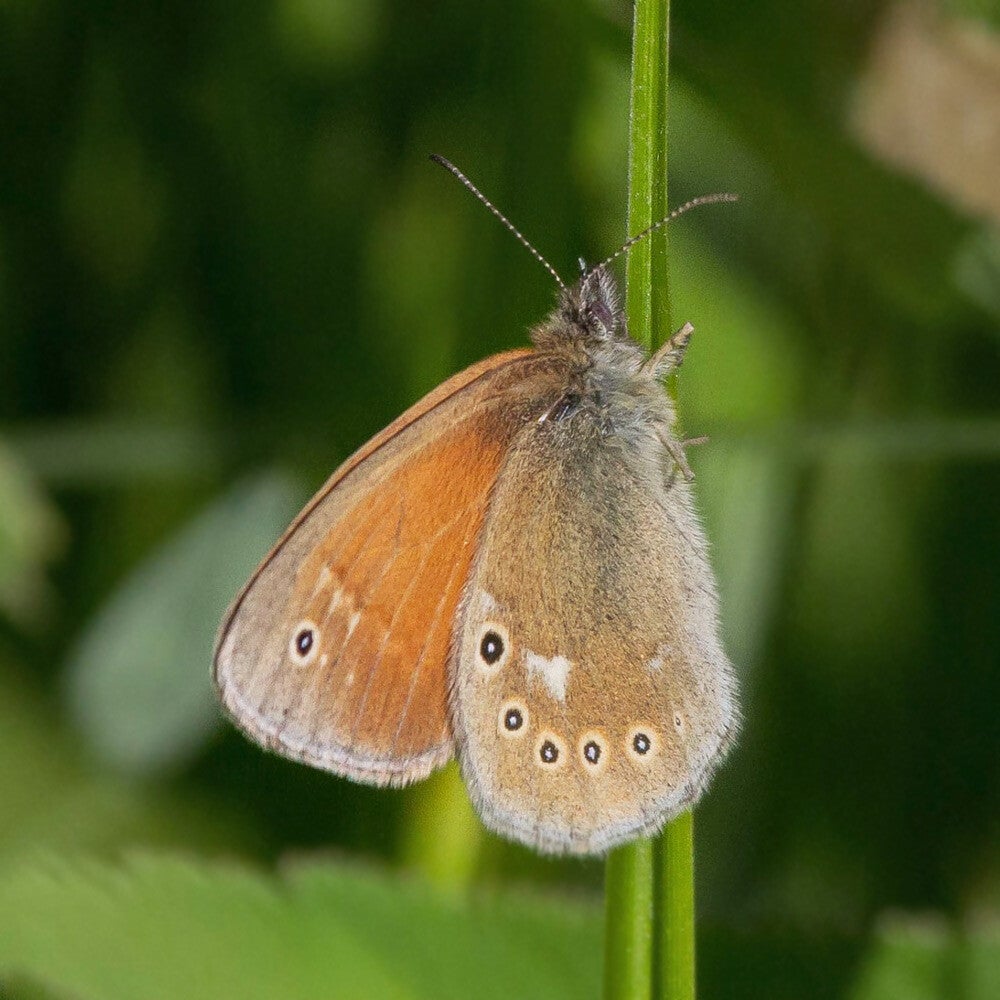 wir flattern auf heimische nachtfalter tagfalter raupen nahrungspflanzen österreich petra urbanek inge biller sabine gasparitz wirflatternauf bugs-team