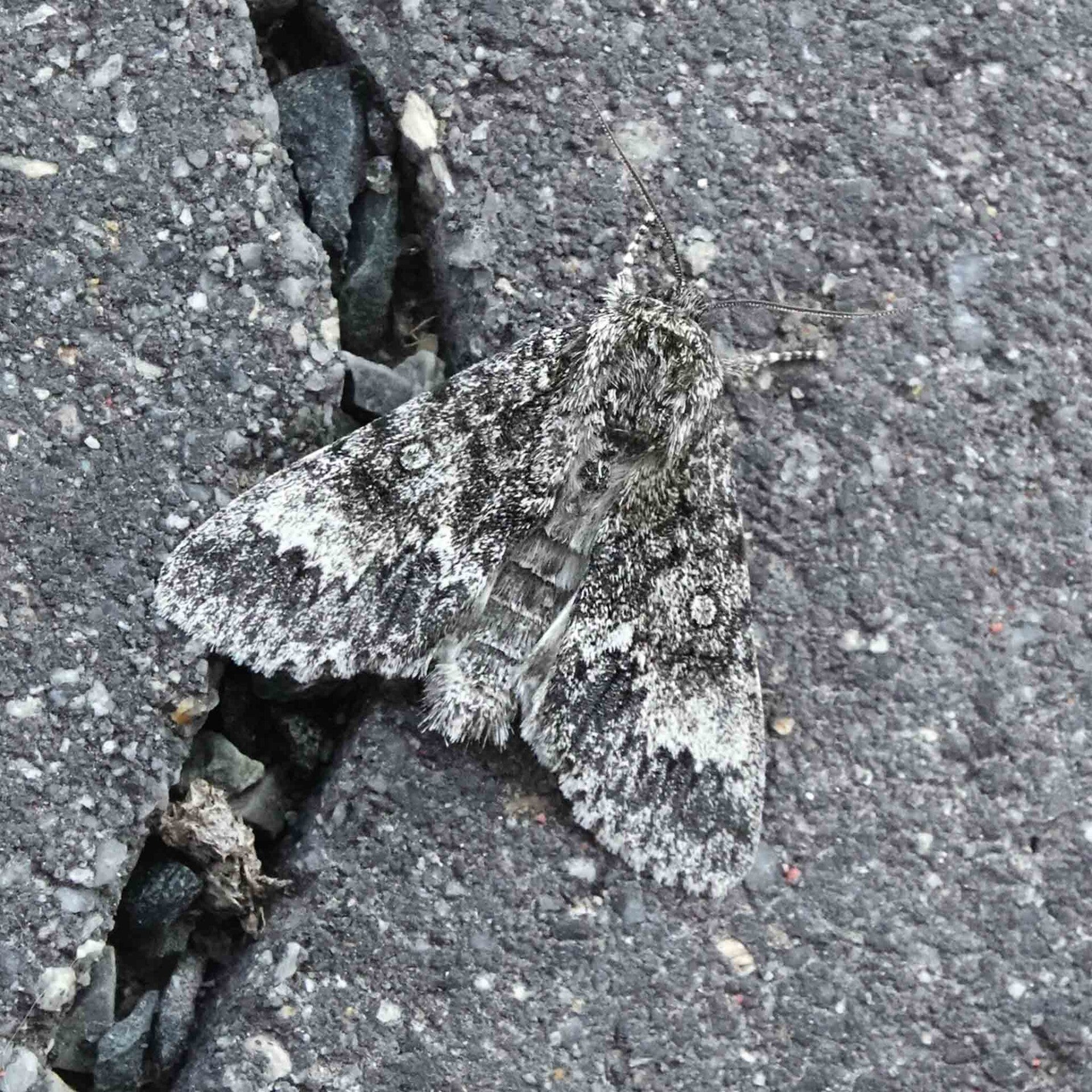 wir flattern auf heimische nachtfalter tagfalter raupen nahrungspflanzen österreich petra urbanek inge biller sabine gasparitz wirflatternauf bugs-team