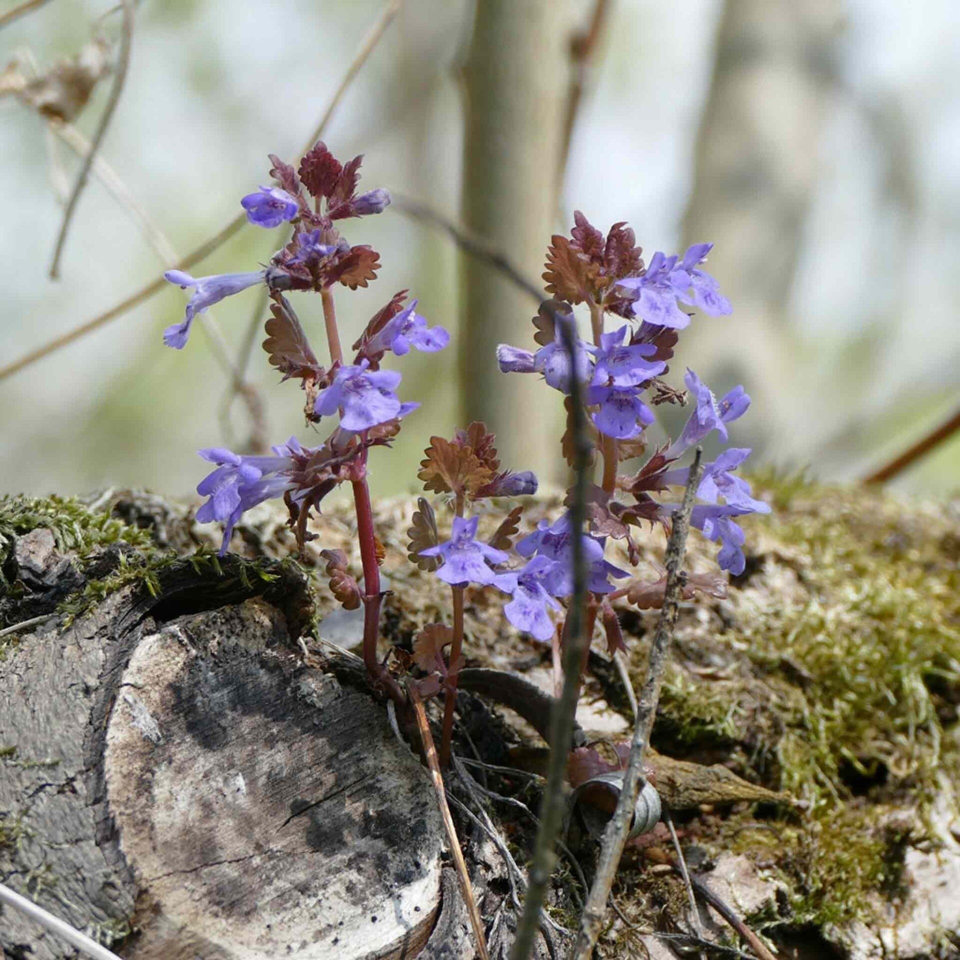 wir flattern auf heimische nachtfalter tagfalter raupen nahrungspflanzen österreich petra urbanek inge biller sabine gasparitz wirflatternauf bugs-team
