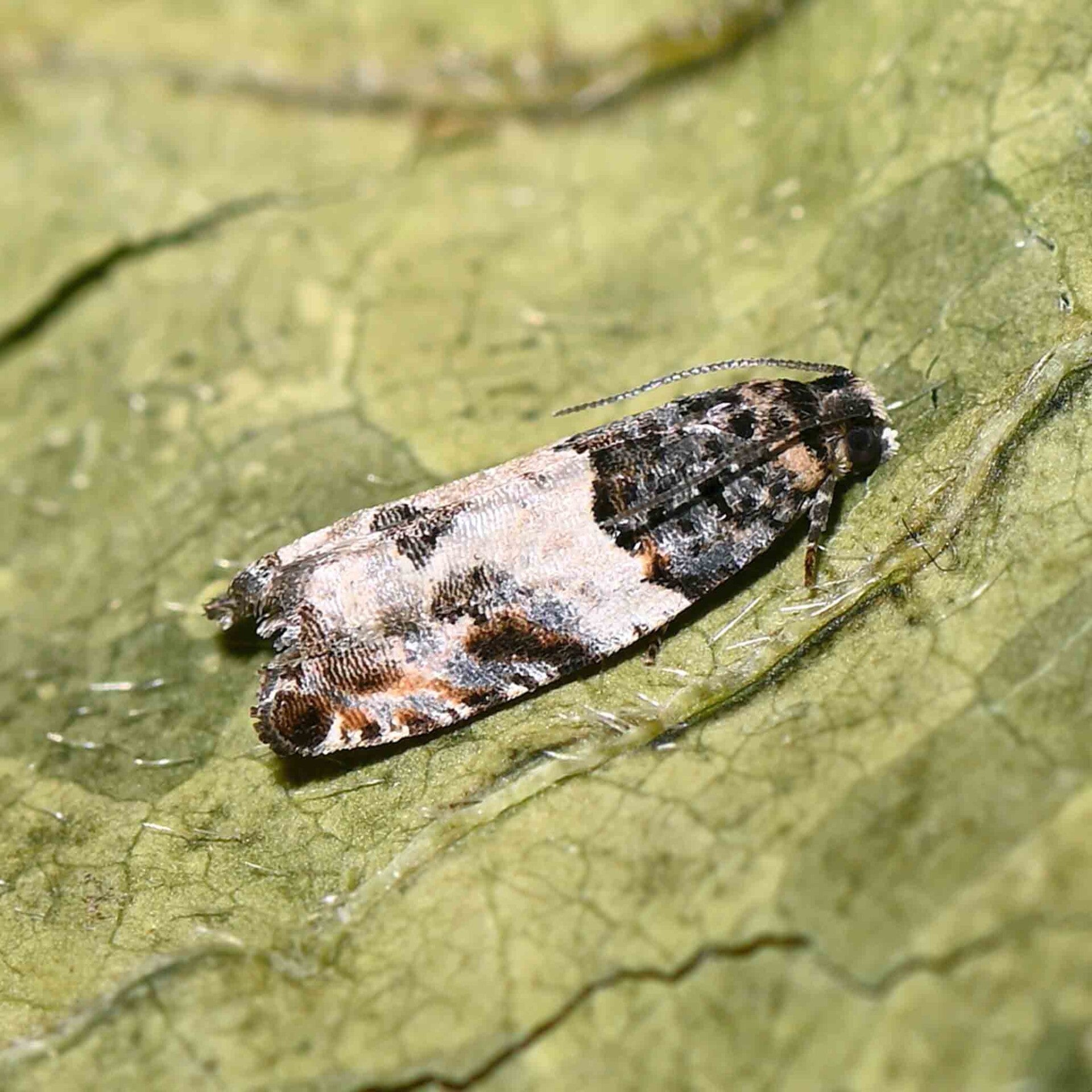 wir flattern auf heimische nachtfalter tagfalter raupen nahrungspflanzen österreich petra urbanek inge biller sabine gasparitz wirflatternauf bugs-team