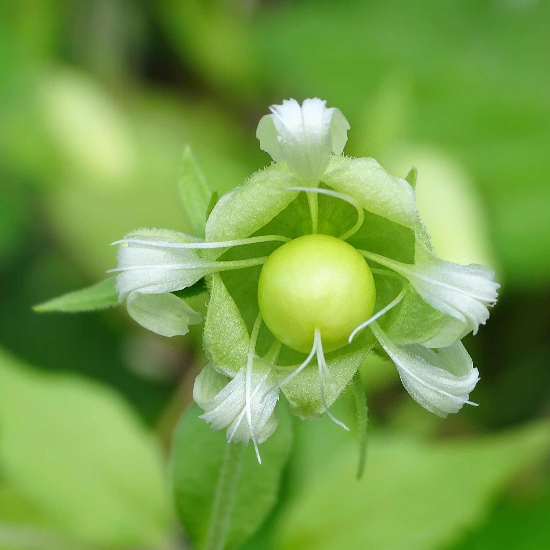 wir flattern auf heimische nachtfalter tagfalter raupen nahrungspflanzen österreich petra urbanek inge biller sabine gasparitz wirflatternauf bugs-team