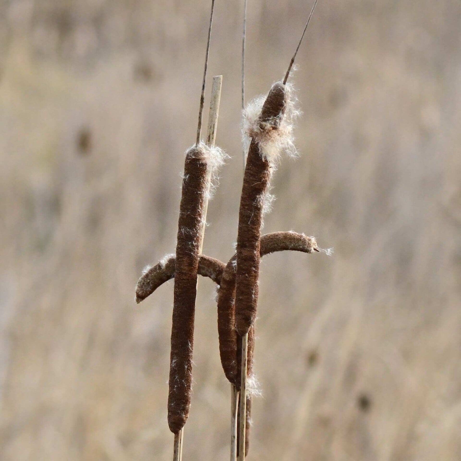 wir flattern auf heimische nachtfalter tagfalter raupen nahrungspflanzen österreich petra urbanek inge biller sabine gasparitz wirflatternauf bugs-team