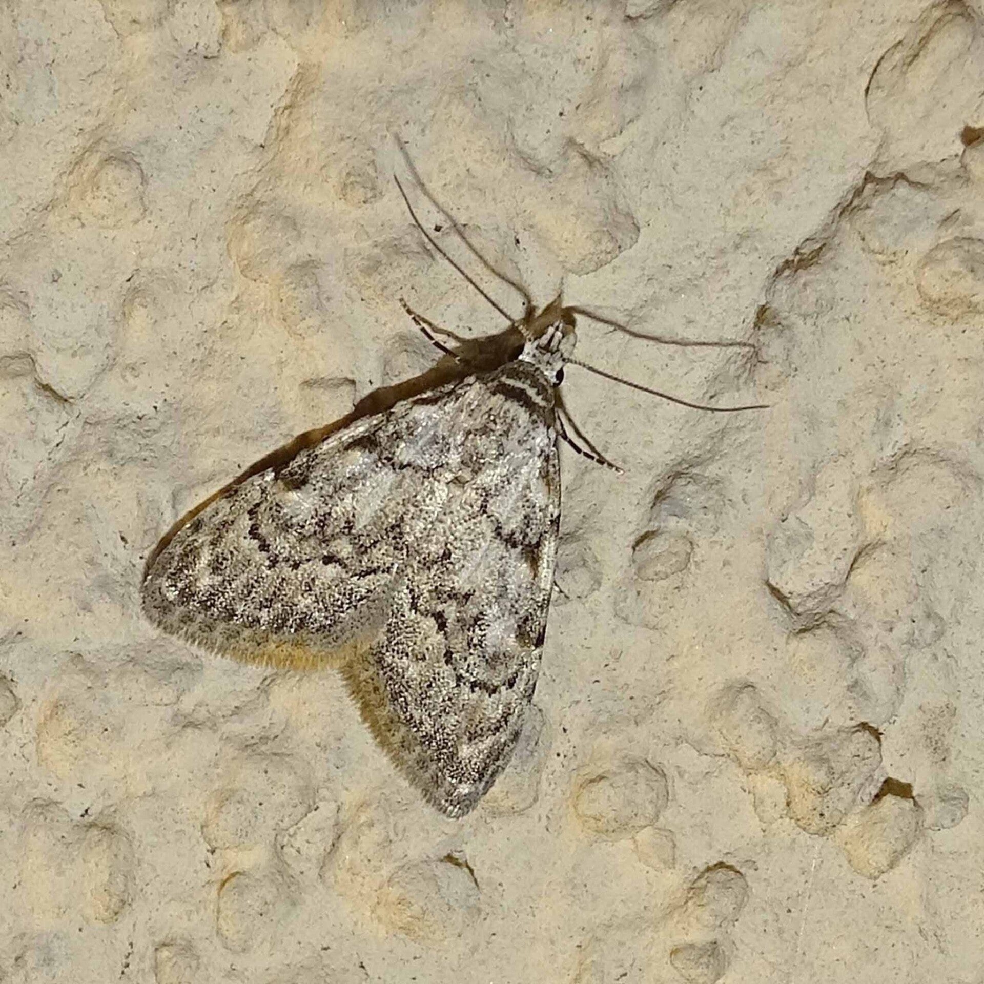 wir flattern auf heimische nachtfalter tagfalter raupen nahrungspflanzen österreich petra urbanek inge biller sabine gasparitz wirflatternauf bugs-team