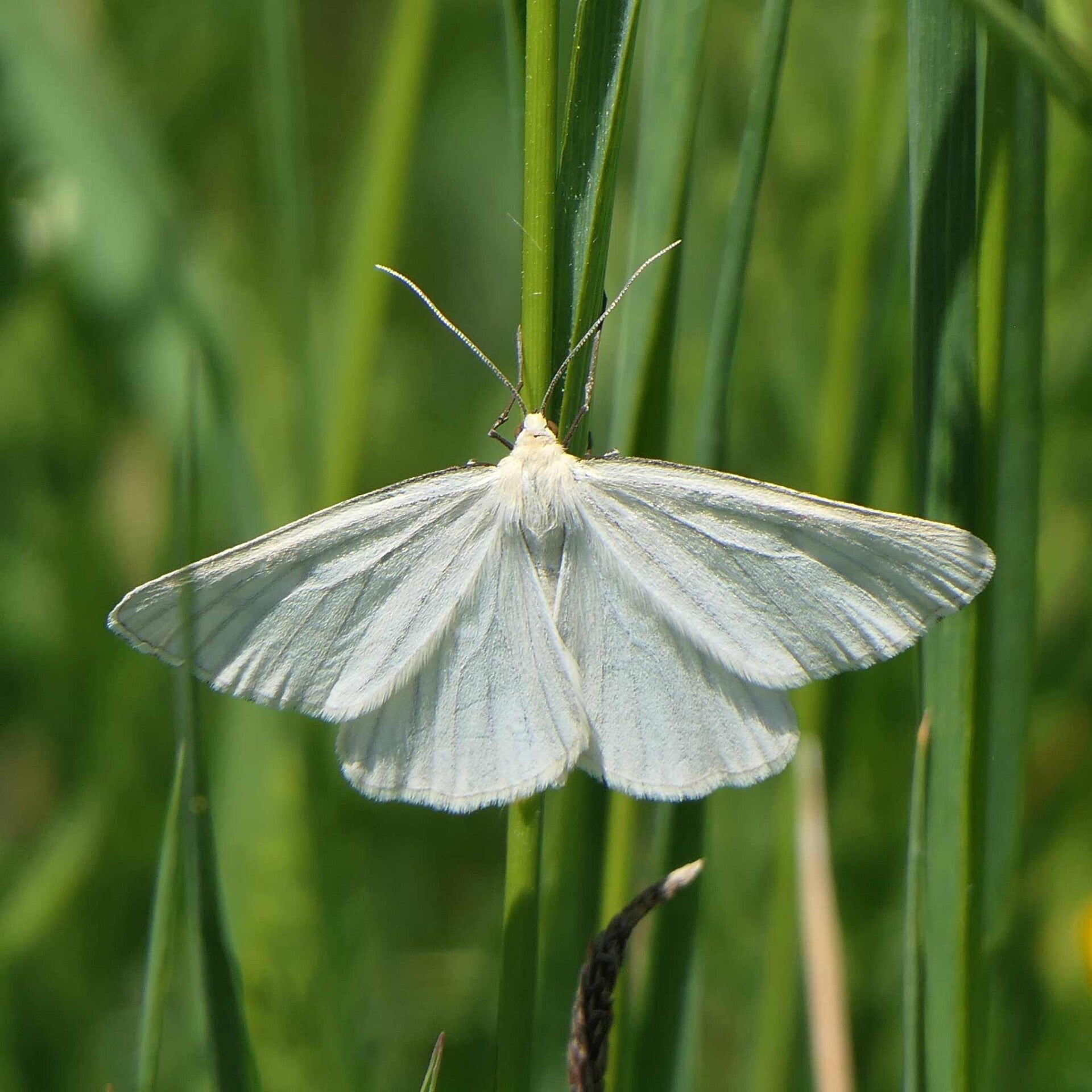 wir flattern auf heimische nachtfalter tagfalter raupen nahrungspflanzen österreich petra urbanek inge biller sabine gasparitz wirflatternauf bugs-team