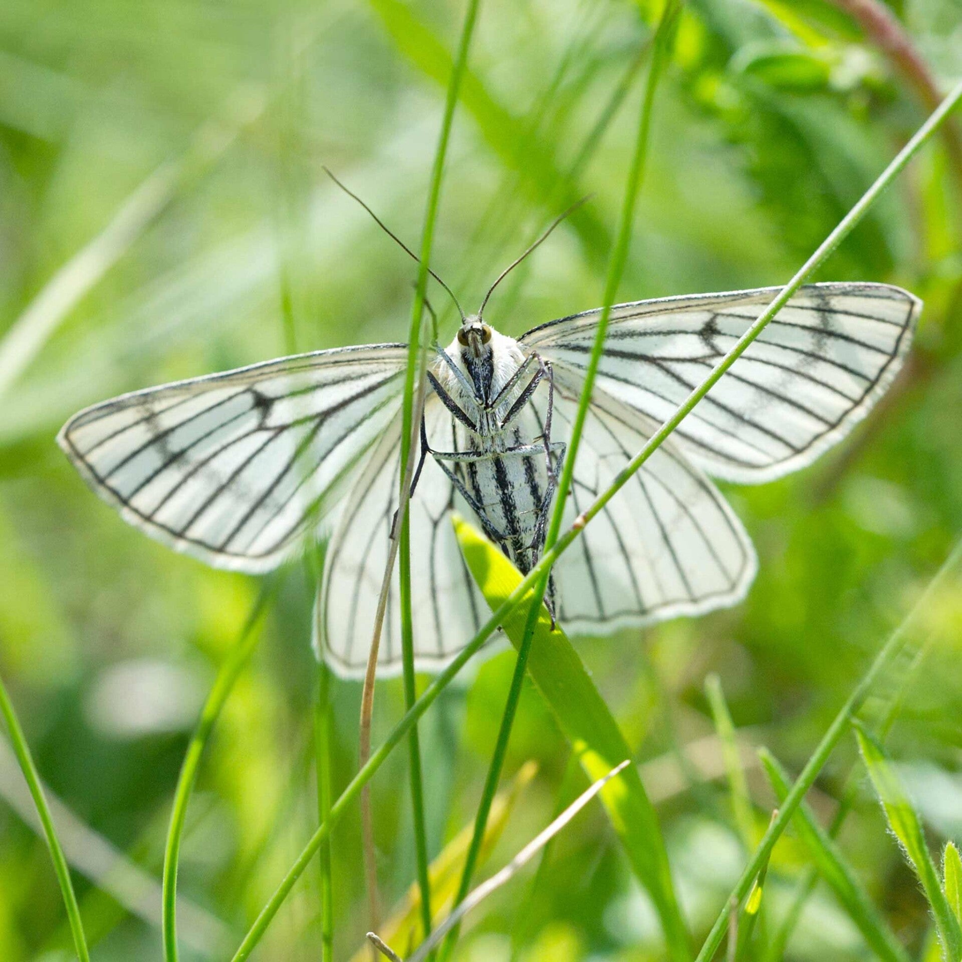 wir flattern auf heimische nachtfalter tagfalter raupen nahrungspflanzen österreich petra urbanek inge biller sabine gasparitz wirflatternauf bugs-team