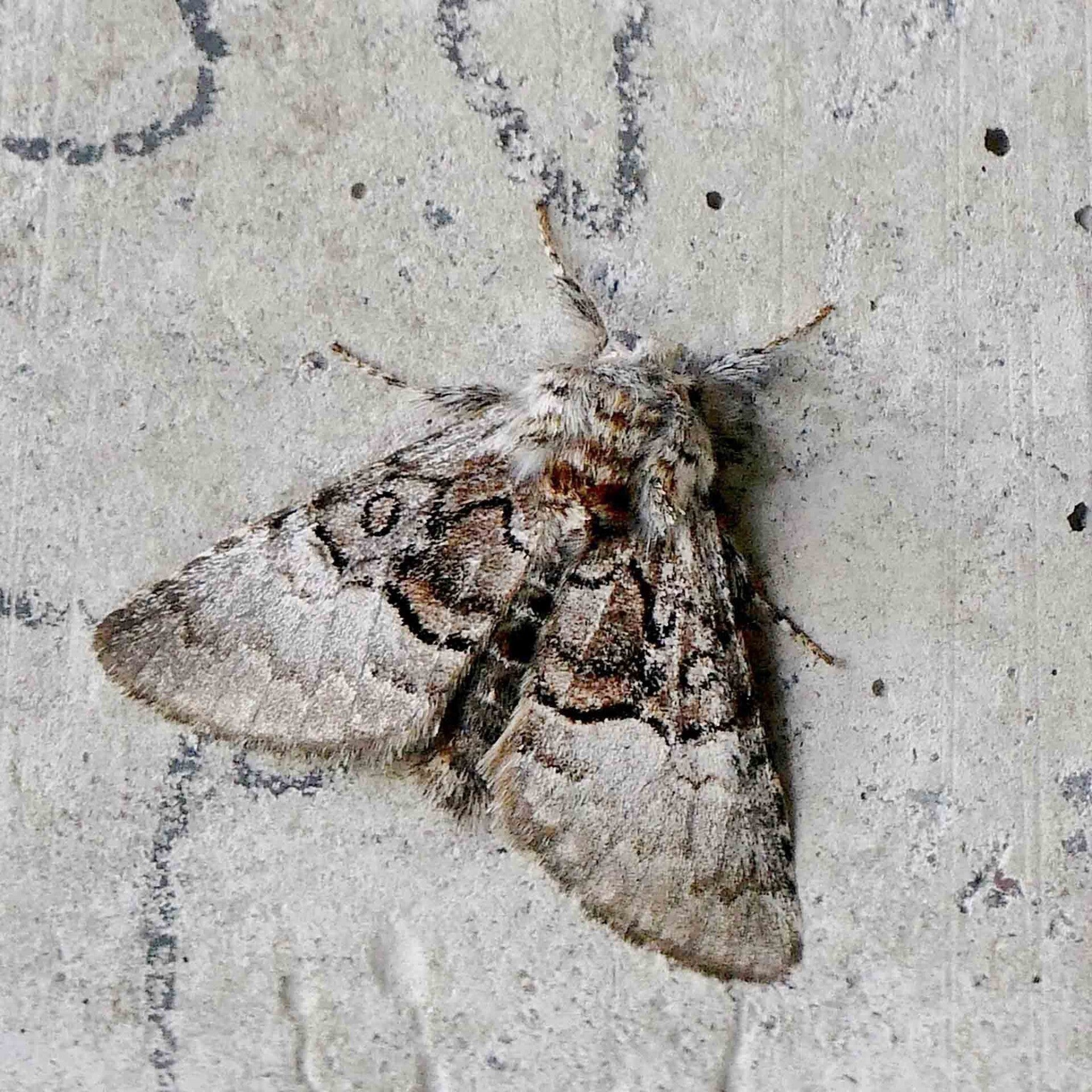 wir flattern auf heimische nachtfalter tagfalter raupen nahrungspflanzen österreich petra urbanek inge biller sabine gasparitz wirflatternauf bugs-team