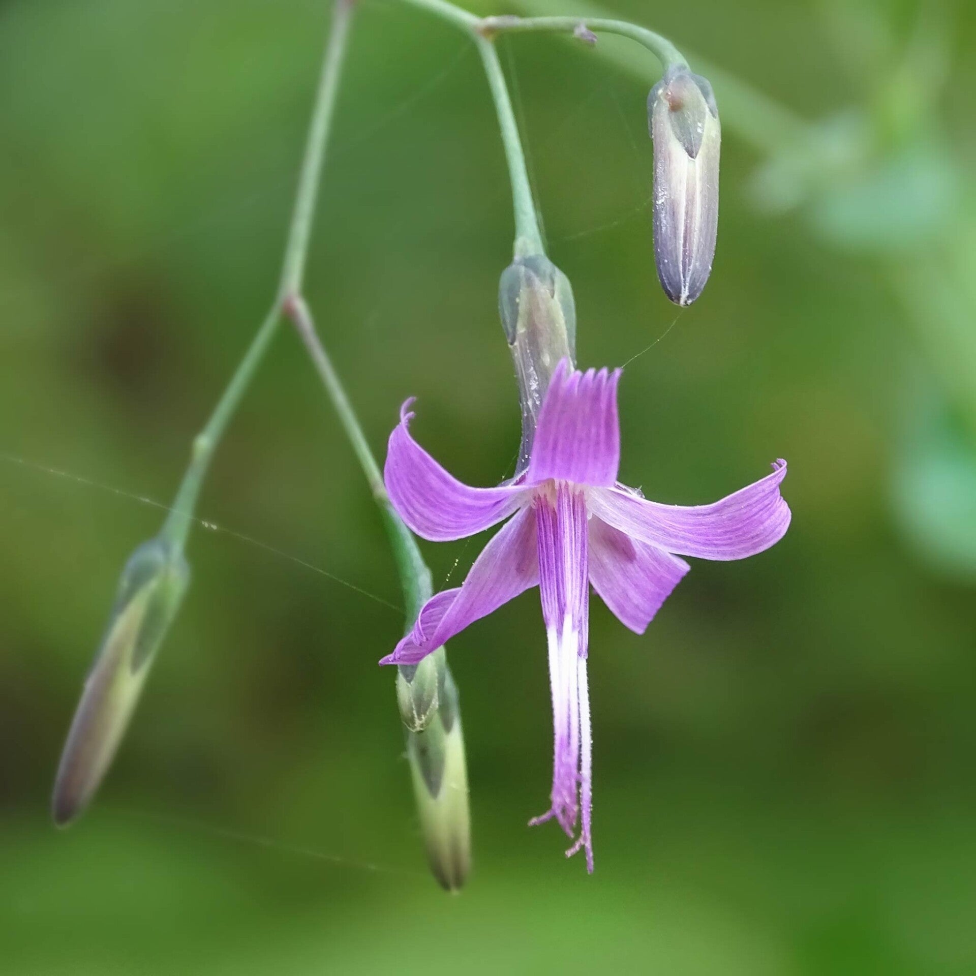 wir flattern auf heimische nachtfalter tagfalter raupen nahrungspflanzen österreich petra urbanek inge biller sabine gasparitz wirflatternauf bugs-team