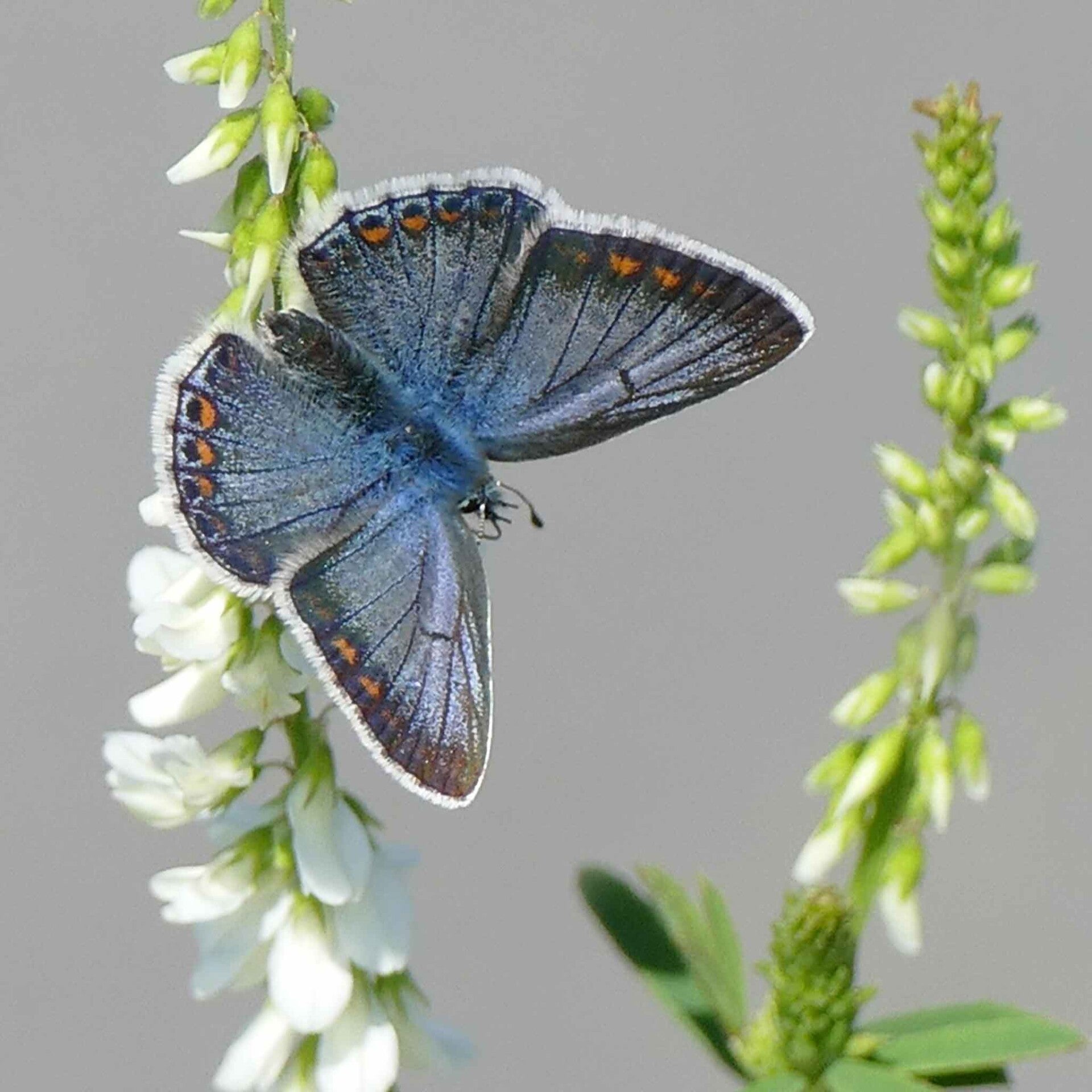 Hauhechel-Bläuling Polyommatus icarus wir flattern auf heimische nachtfalter tagfalter raupen nahrungspflanzen österreich petra urbanek inge biller sabine gasparitz wirflatternauf bugs-team