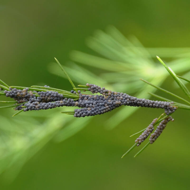Noctua pronuba Hausmutter