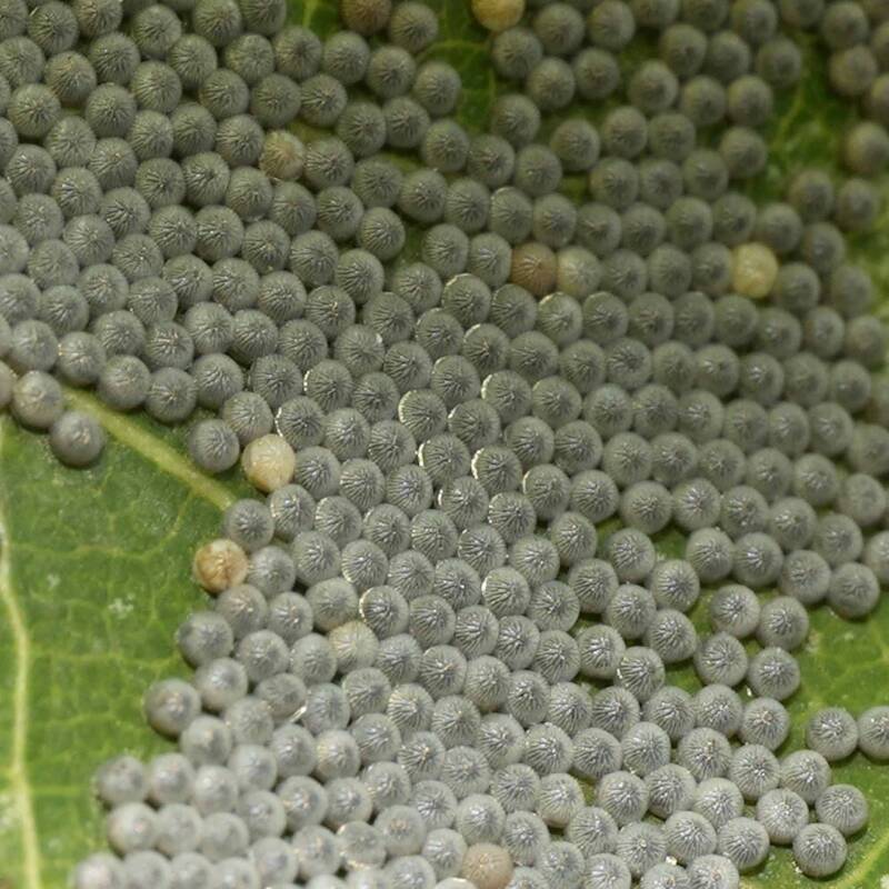 Noctua pronuba Hausmutter