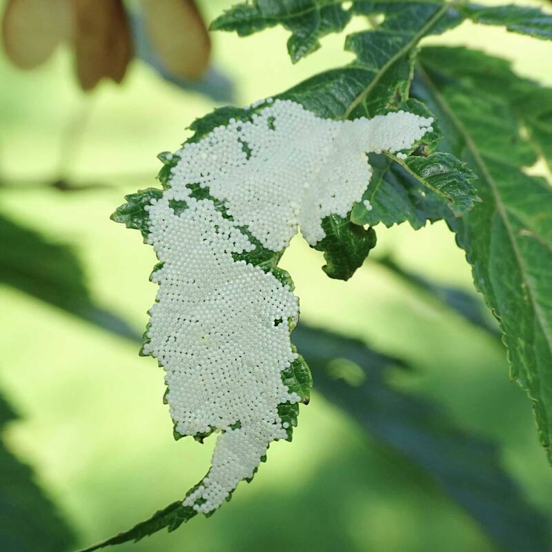 Noctua pronuba Hausmutter