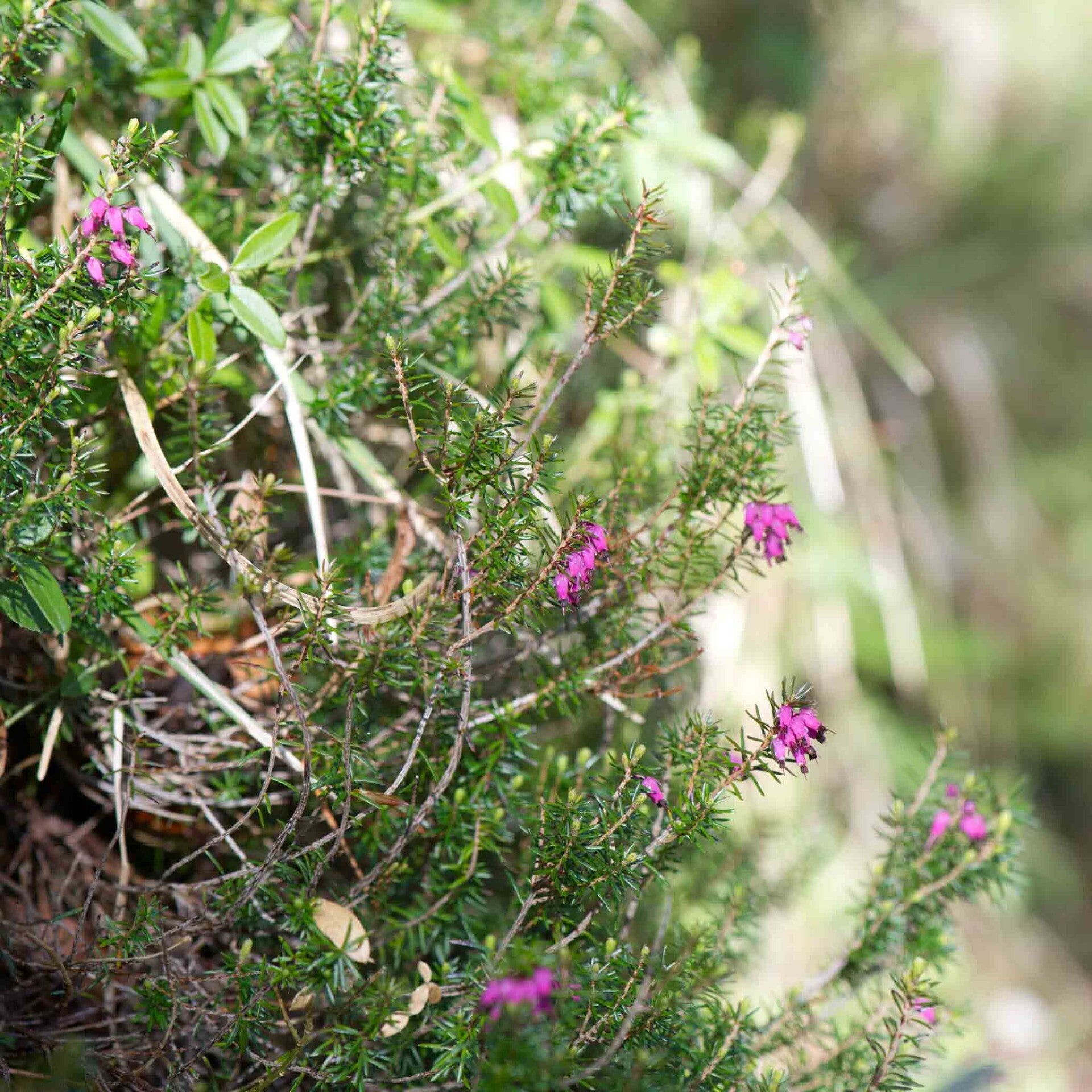 wir flattern auf heimische nachtfalter tagfalter raupen nahrungspflanzen österreich petra urbanek inge biller sabine gasparitz wirflatternauf bugs-team