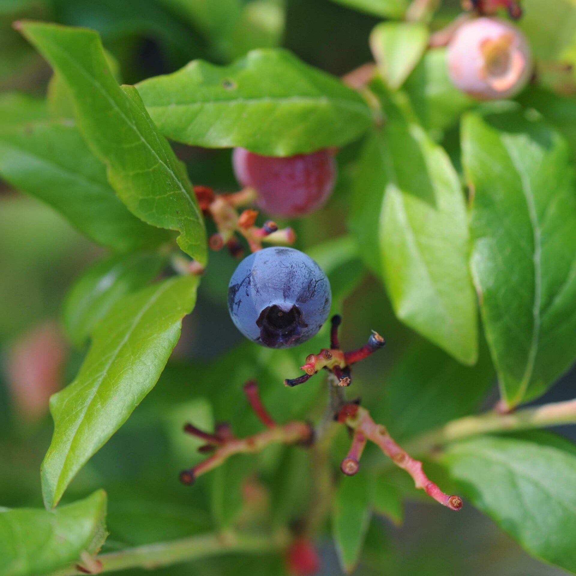 wir flattern auf heimische nachtfalter tagfalter raupen nahrungspflanzen österreich petra urbanek inge biller sabine gasparitz wirflatternauf bugs-team