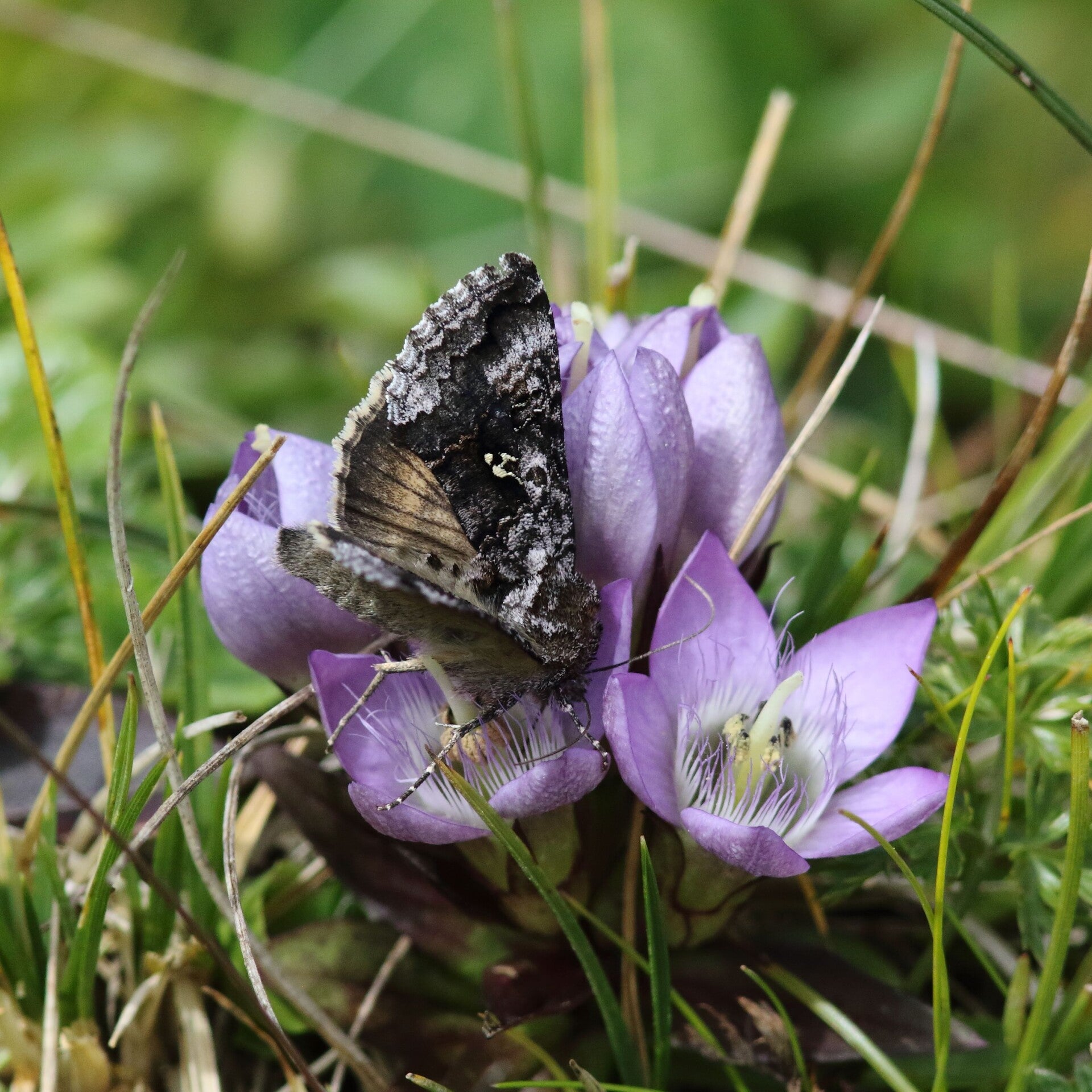 wir flattern auf heimische nachtfalter tagfalter raupen nahrungspflanzen österreich petra urbanek inge biller sabine gasparitz wirflatternauf bugs-team